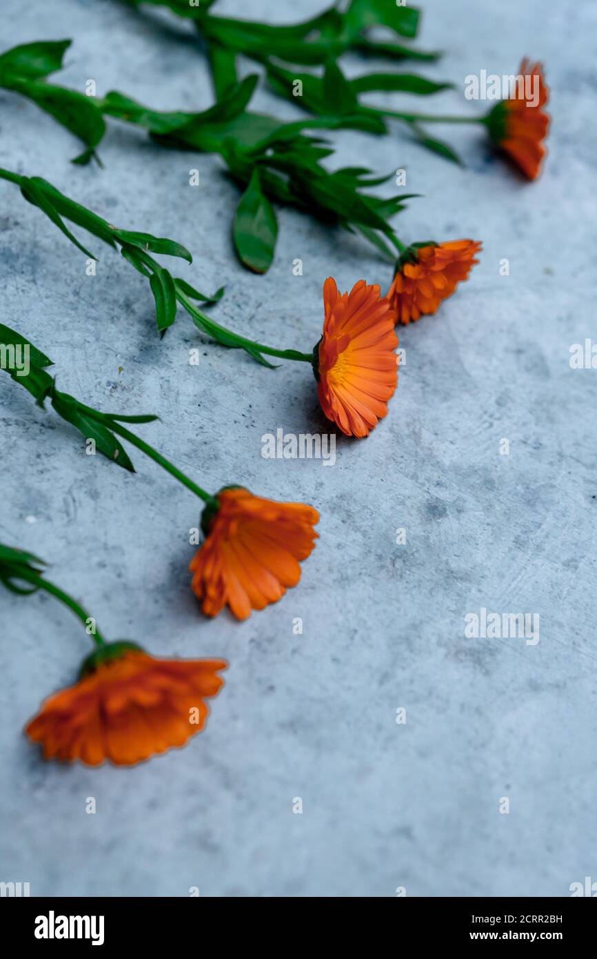 Orangefarbene Blumen Reihen sich auf einem konkreten Hintergrund an Stockfoto