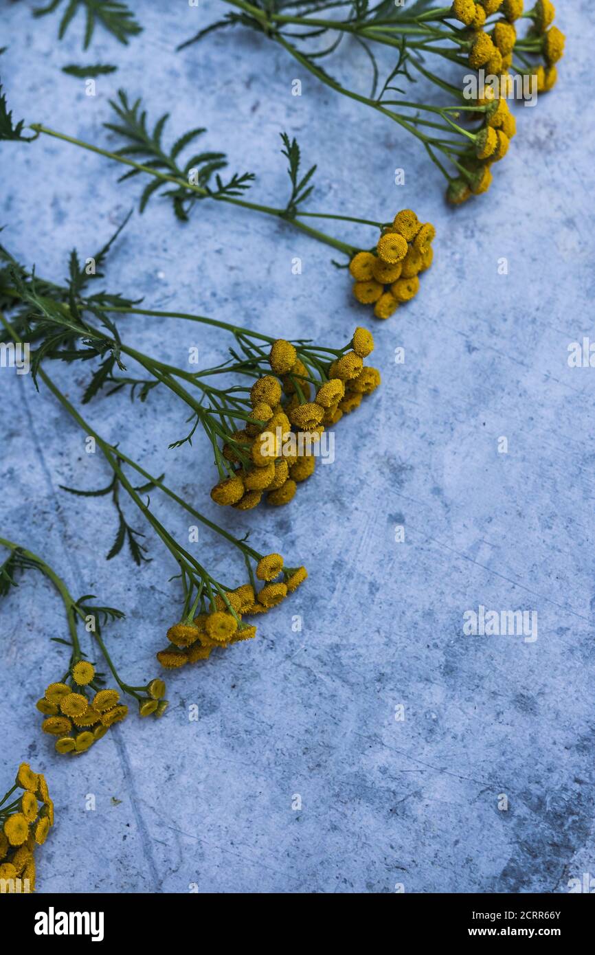 Gelbe Blumen Reihen sich auf einem konkreten Hintergrund Stockfoto