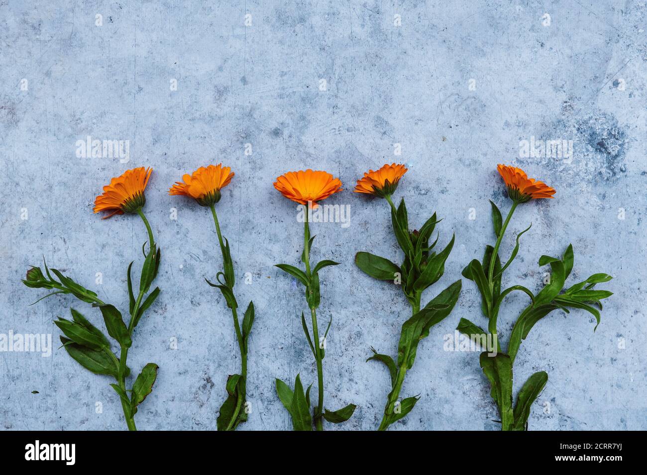 Orangefarbene Blumen Reihen sich auf einem konkreten Hintergrund an Stockfoto