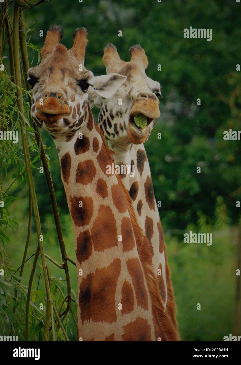 Giraffe, Blair Drummond Safari Park, Stockfoto