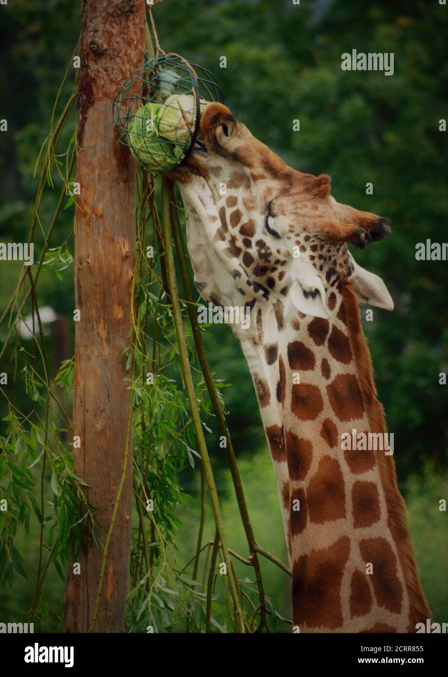 Giraffe, Blair Drummond Safari Park, Stockfoto