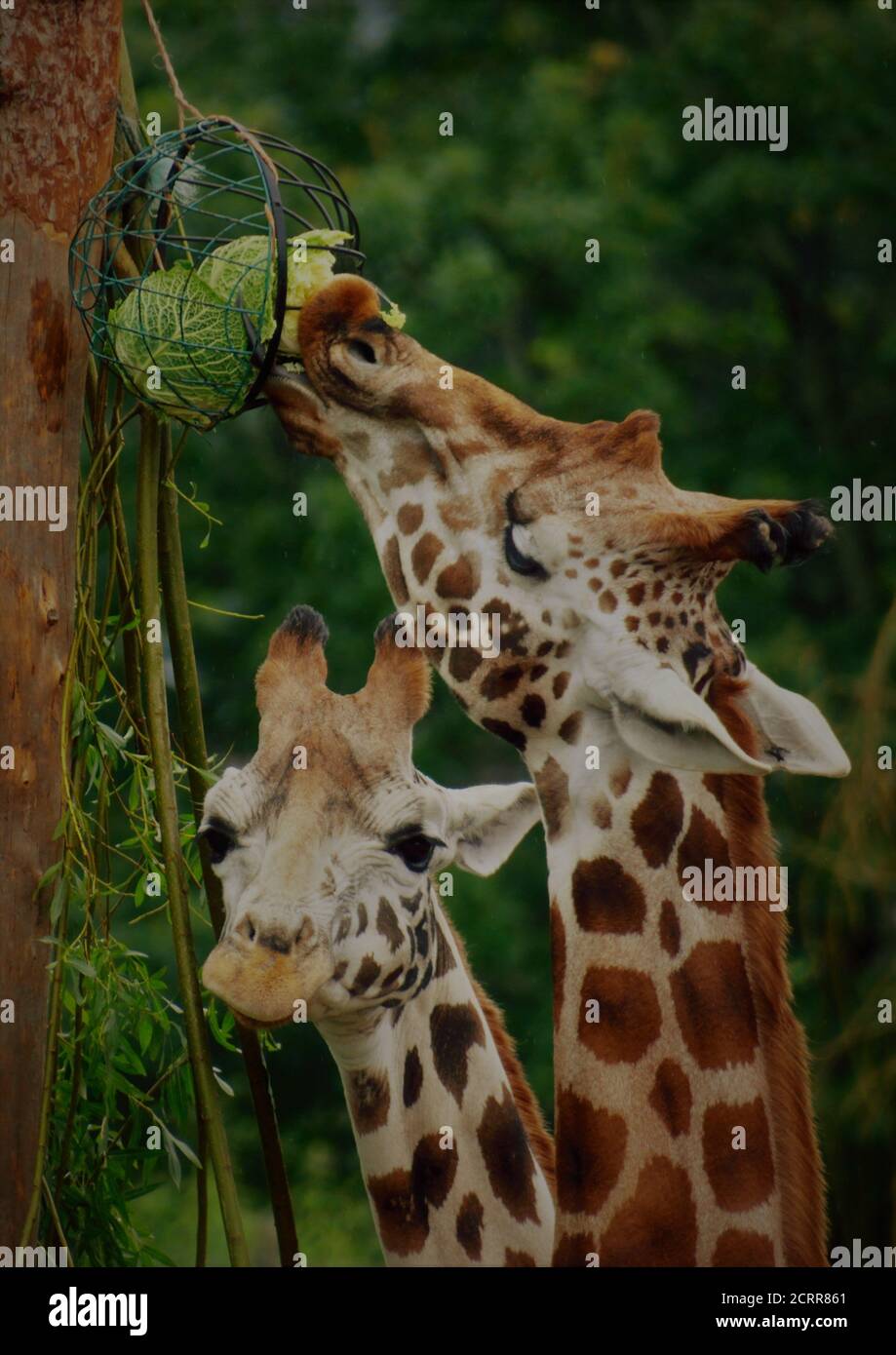 Giraffe, Blair Drummond Safari Park, Stockfoto