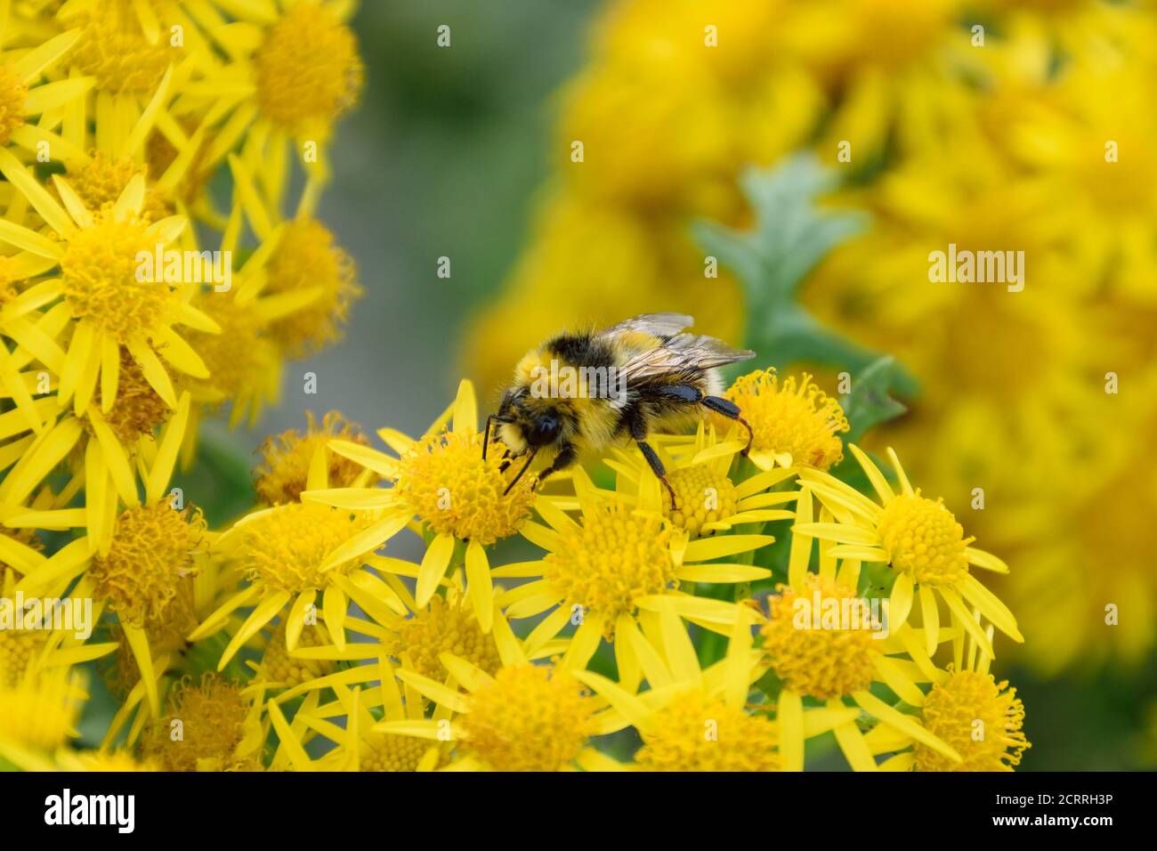 Eine Biene, die die Ragwürzepflanze erforscht Stockfoto