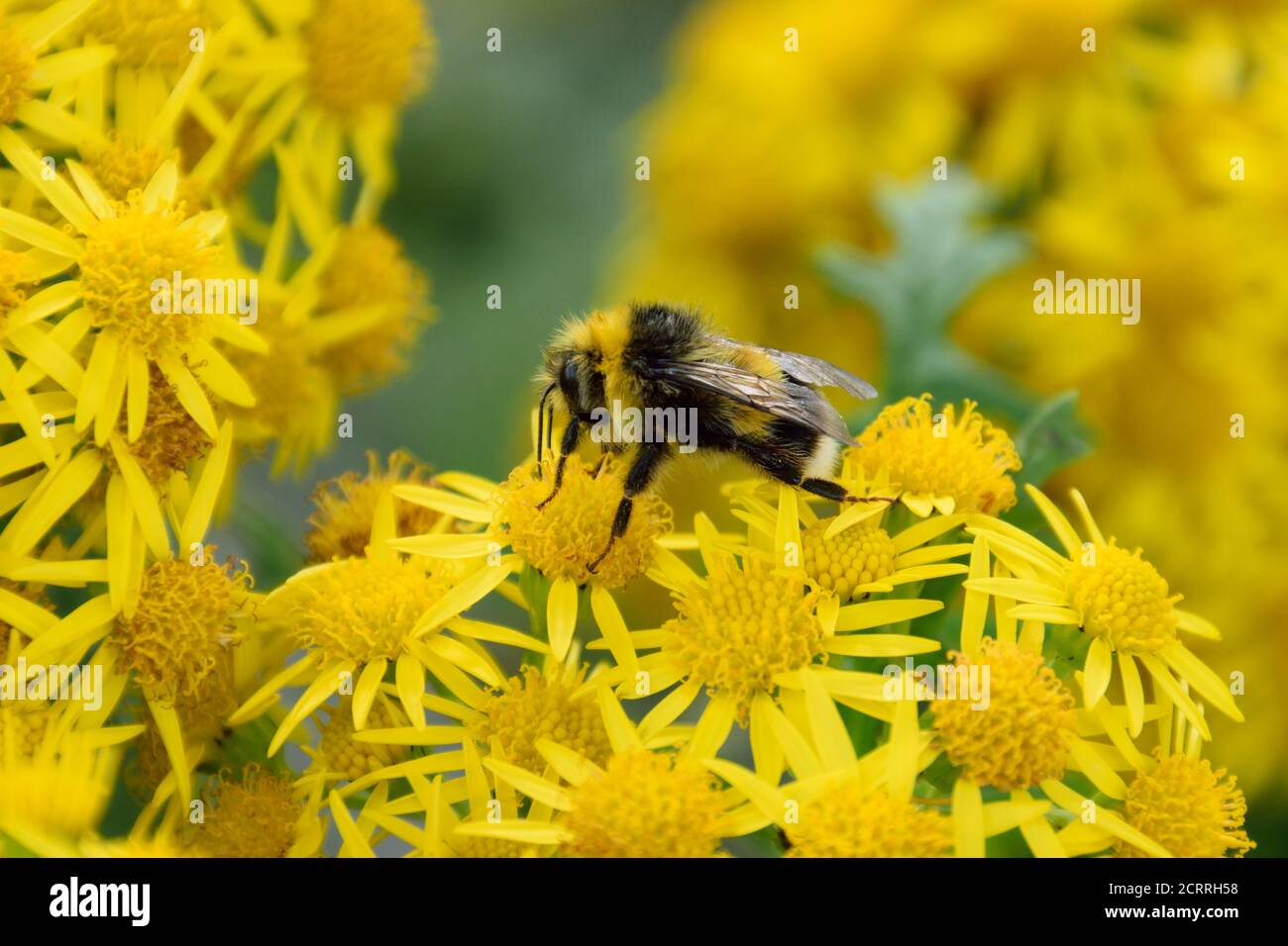 Eine Biene, die die Ragwürzepflanze erforscht Stockfoto
