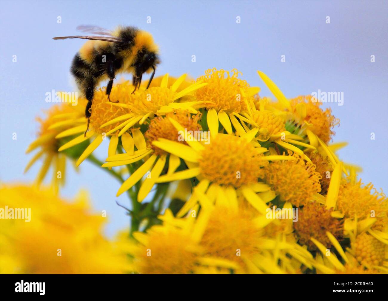 Eine Biene, die die Ragwürzepflanze erforscht Stockfoto