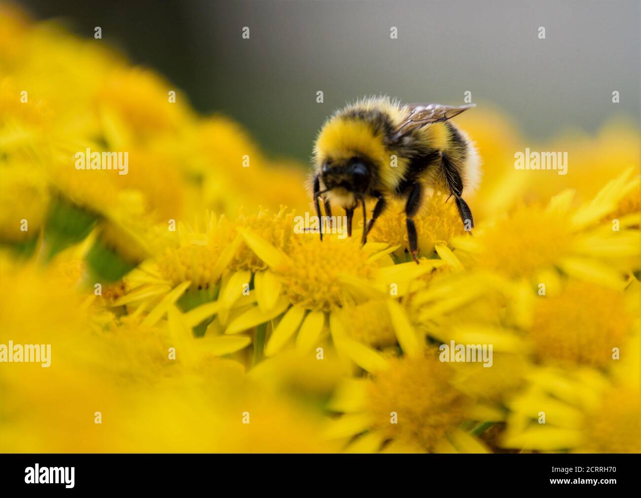 Eine Biene, die die Ragwürzepflanze erforscht Stockfoto