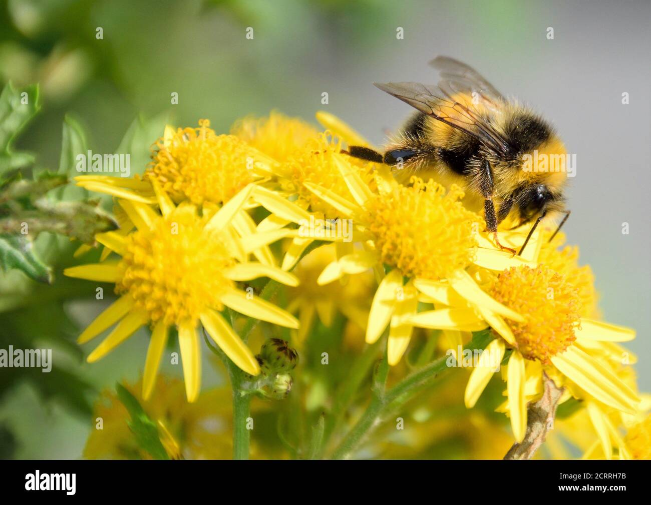 Eine Biene, die die Ragwürzepflanze erforscht Stockfoto