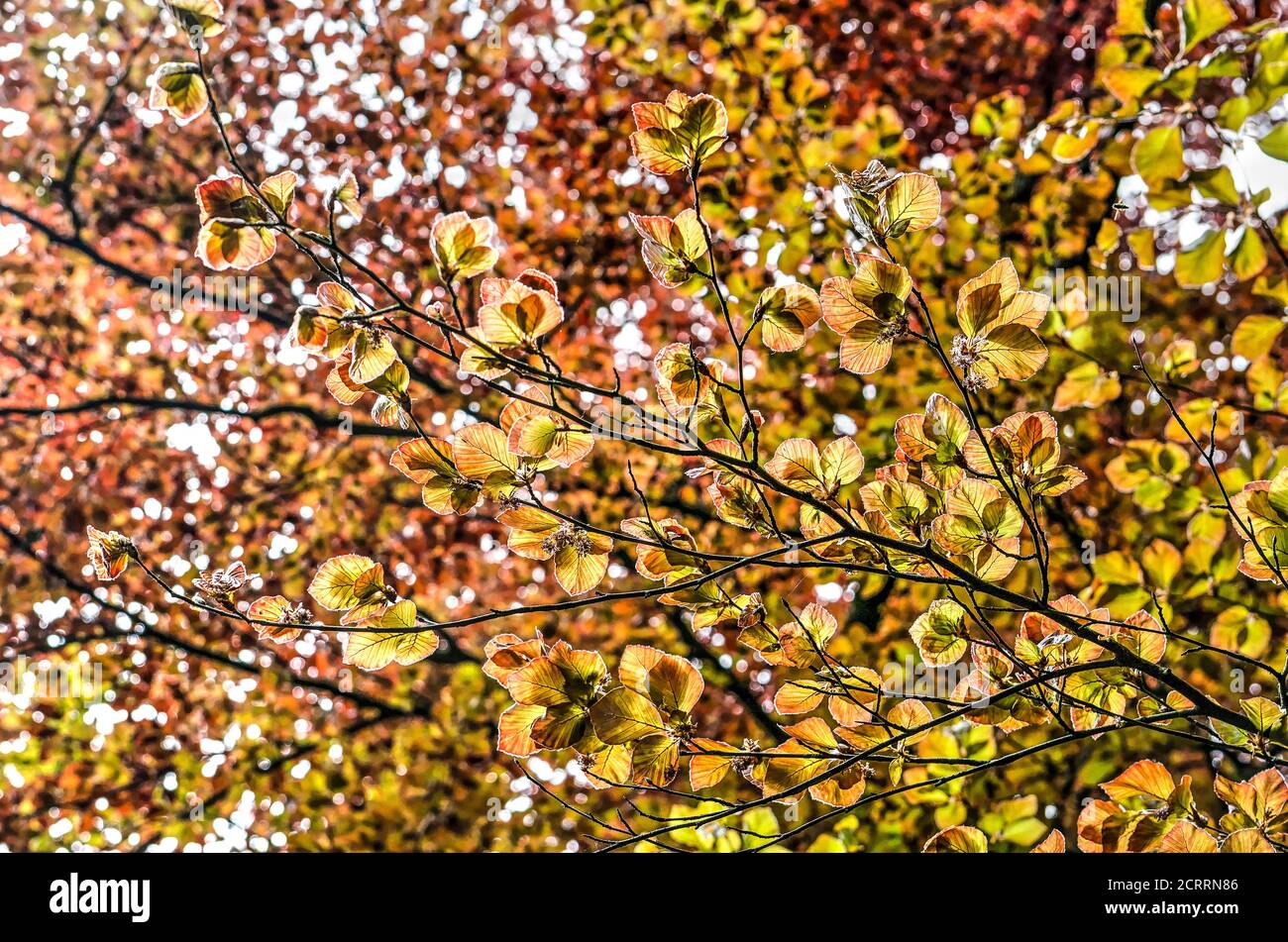 Zweige mit jungen Blättern einer roten Buche im Frühling, fotografiert gegen das Licht der Sonne Stockfoto