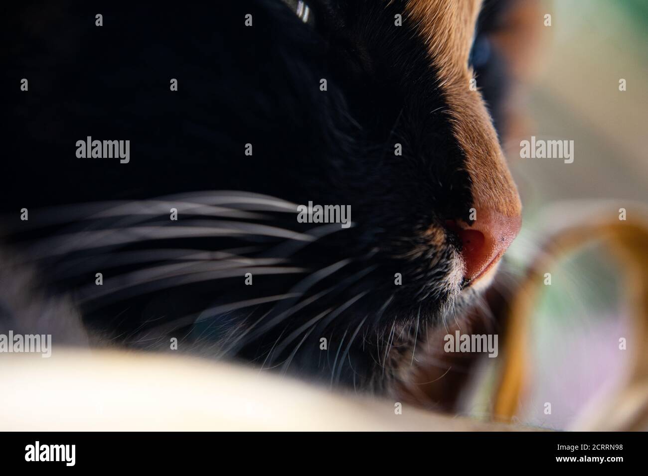 Nahaufnahmen von Katzen Stockfoto