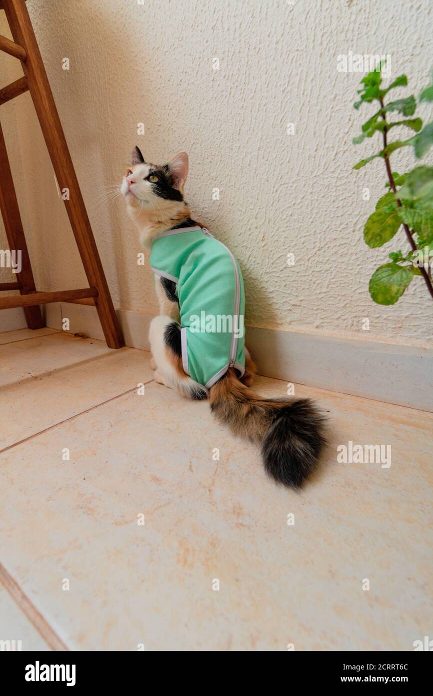 Katze mit Nachoperationstuch in der Nähe von Pflanzen. Tricolor Kitten Outdoor-Aufnahmen. Stockfoto