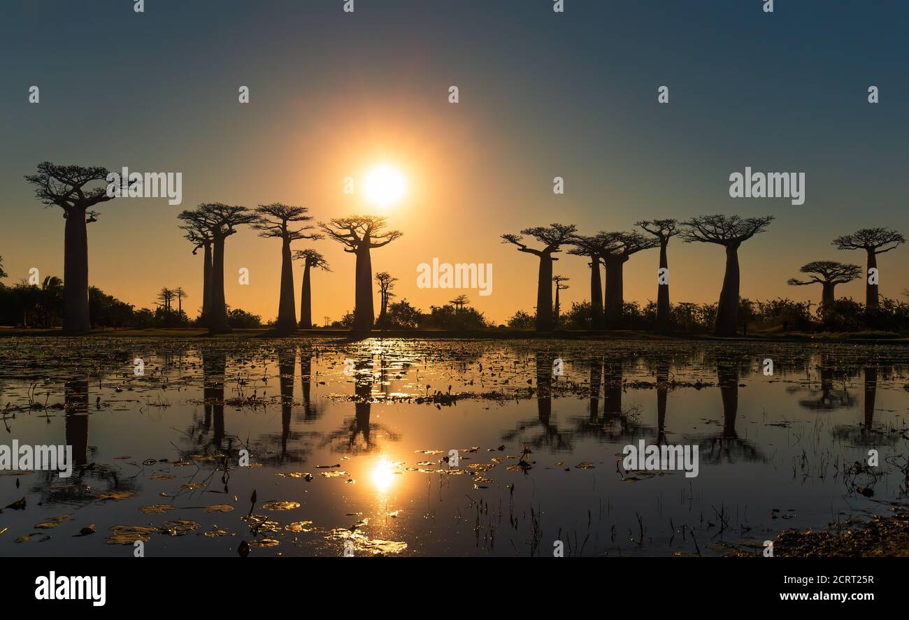 Schöne Baobab Bäume bei Sonnenuntergang an der Allee der Baobabs in Madagaskar Stockfoto