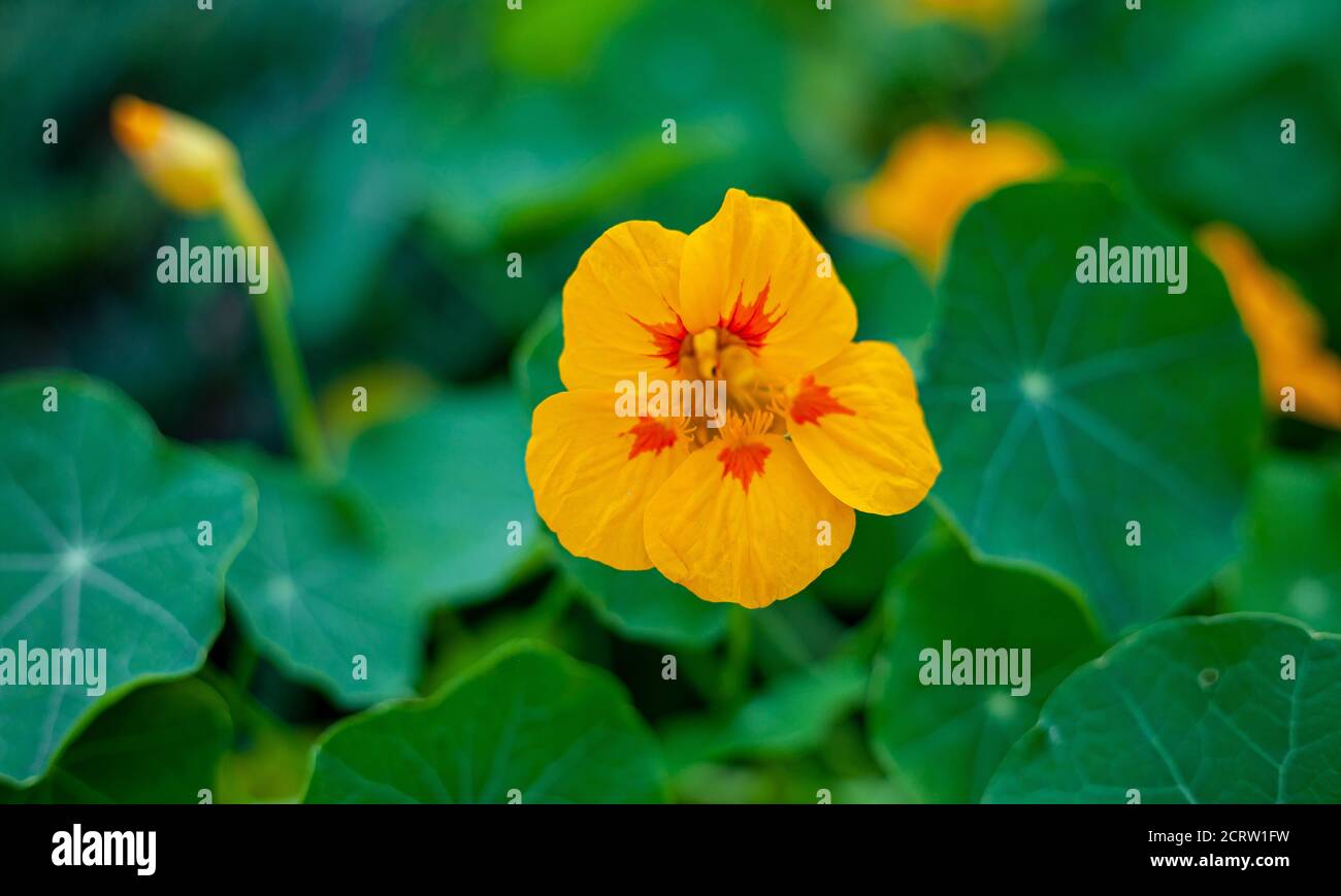 Orangefarbene Knospe von Kapuzinerkresse. Blume Nahaufnahme, grünes Blatt, Ort für Text. Gartenblühende Pflanze. Speicherplatz kopieren. Gelbe Blüten. Stockfoto