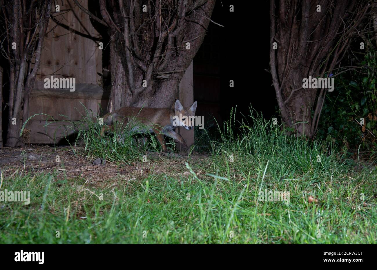 Fuchs in der Nacht, junges Junge kriecht vorsichtig neben einem Zaun und schaut auf die Kamera Stockfoto