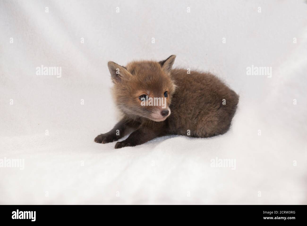 Fuchs-Junge, ein Monat altes Baby, auf einer weißen Decke liegend Stockfoto