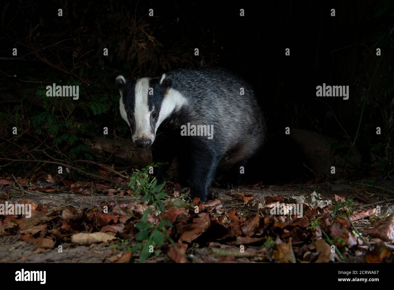 Dachs in der Nacht sitzt in toten Blättern Kopf nach vorne Leicht nach rechts gedreht Stockfoto