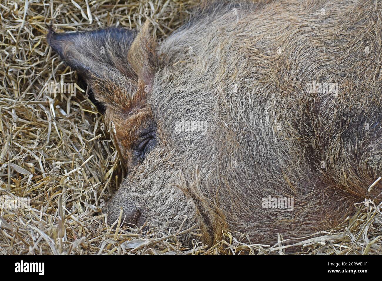 Mangalitsa Schwein auf Stroh in Scheune Stockfoto