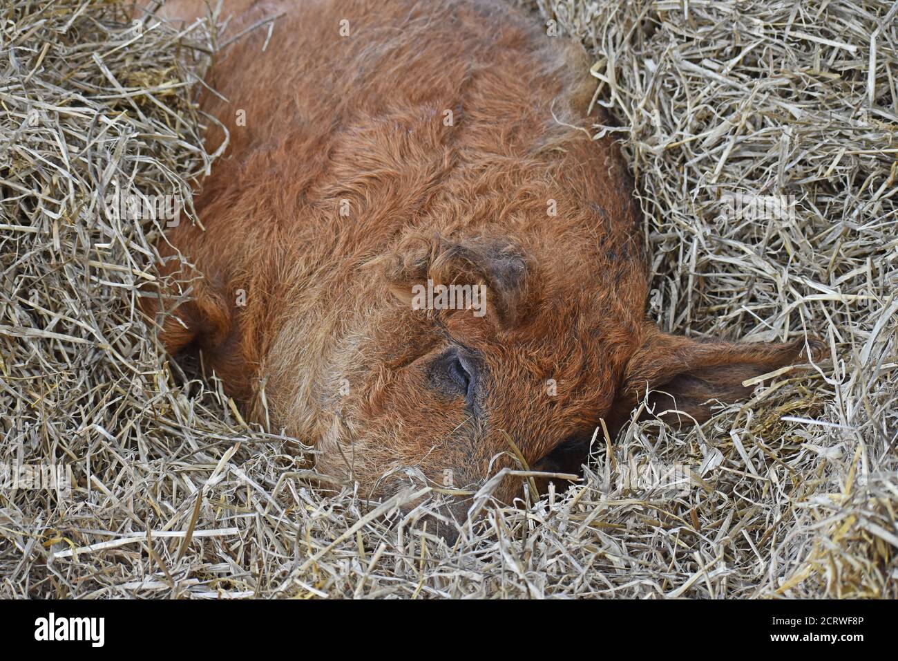 Mangalitsa Schwein auf Stroh in Scheune Stockfoto