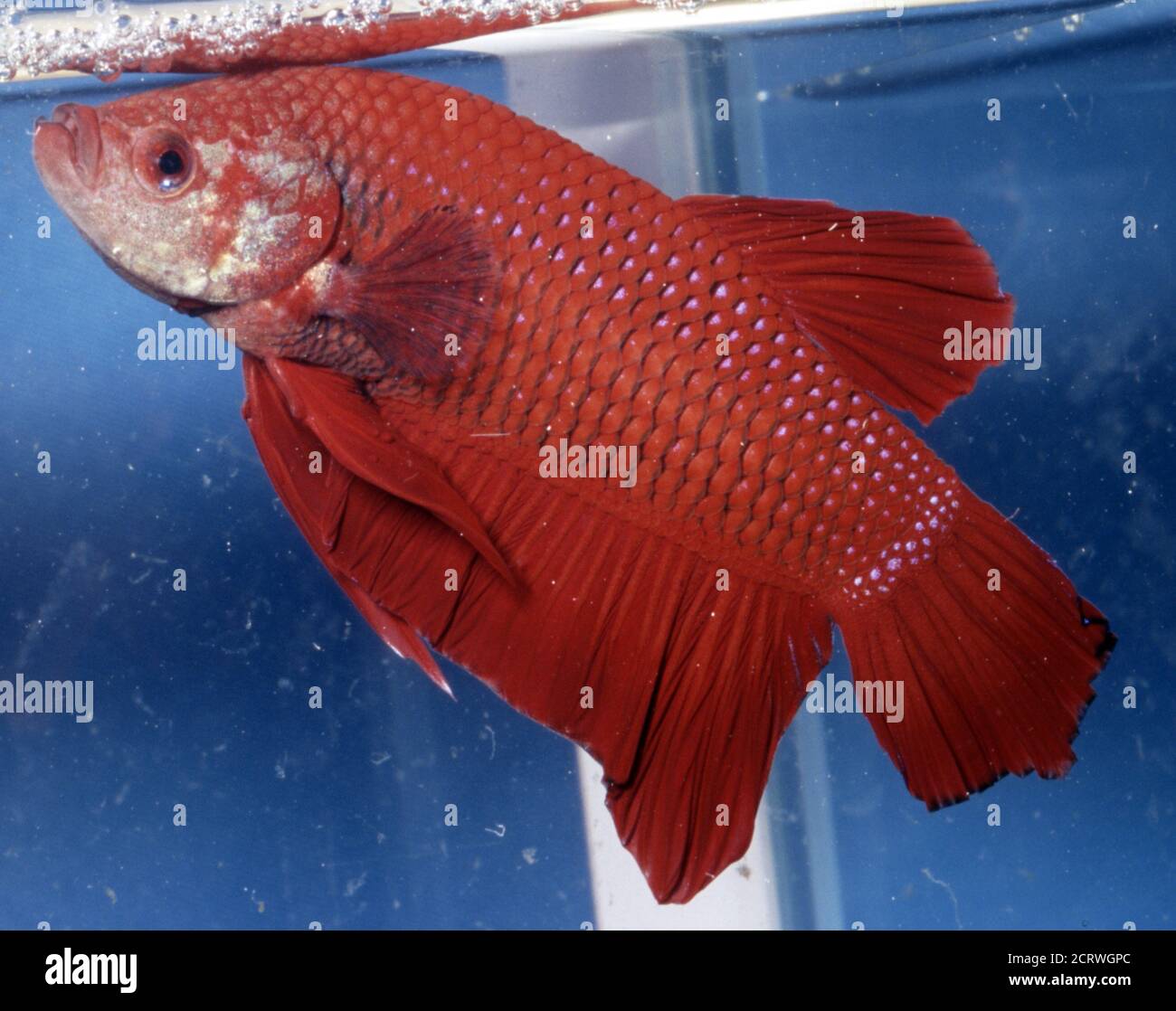 Siamesischer Fighthing-Fisch (Betta splendens), Männchen plakat rot Stockfoto