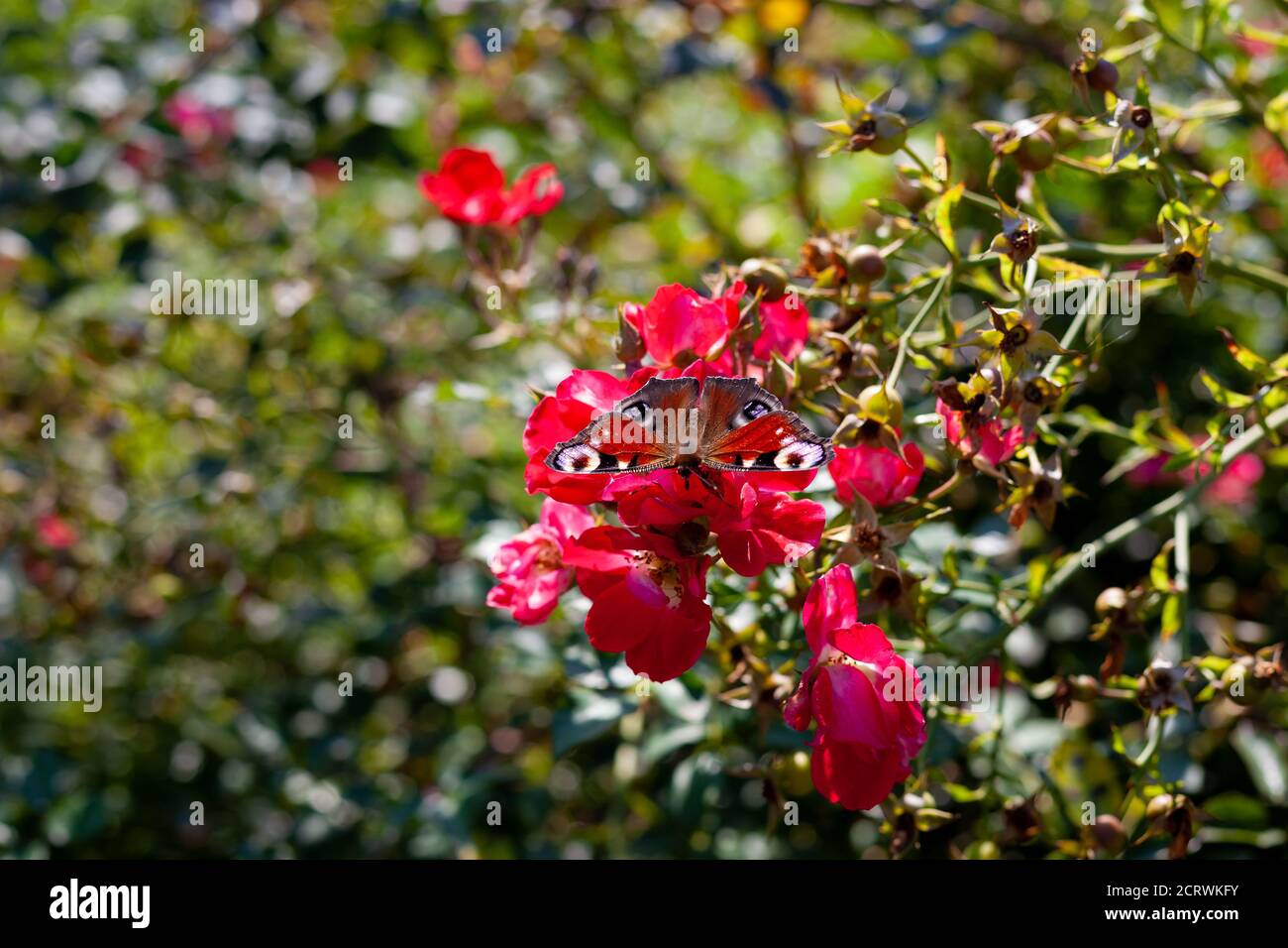 Schmetterling Nymphalidae mit Augen lat. Aglais io. Der Pfau sitzt auf einer roten Rose. Hagebuttenknospe im Garten. Verschwommener Hintergrund mit Textort. Rot Stockfoto
