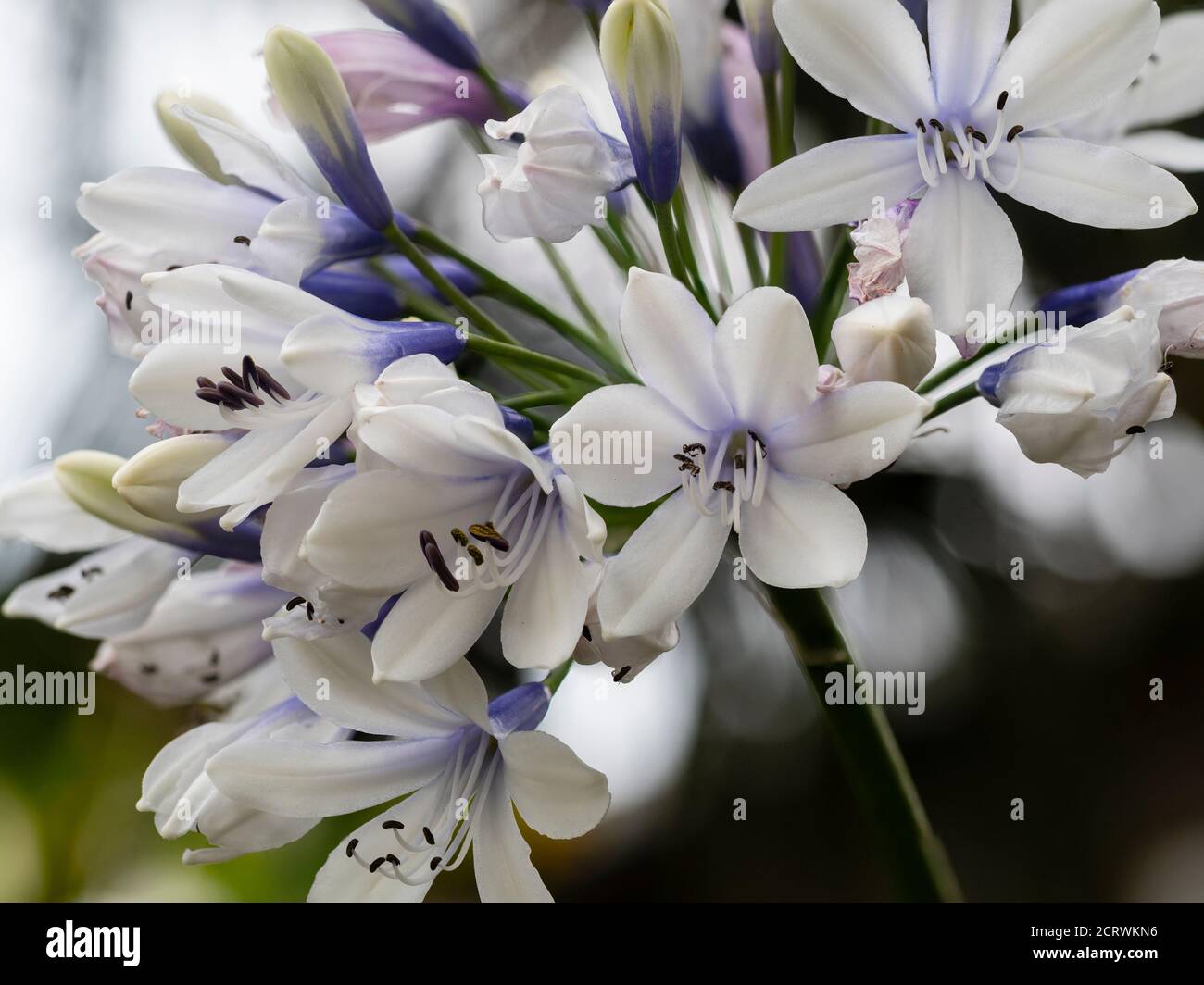 Blaue und weiße Röhrenblüten im Blütenkopf von Die winterharte Agapanthus 'Twister' Stockfoto