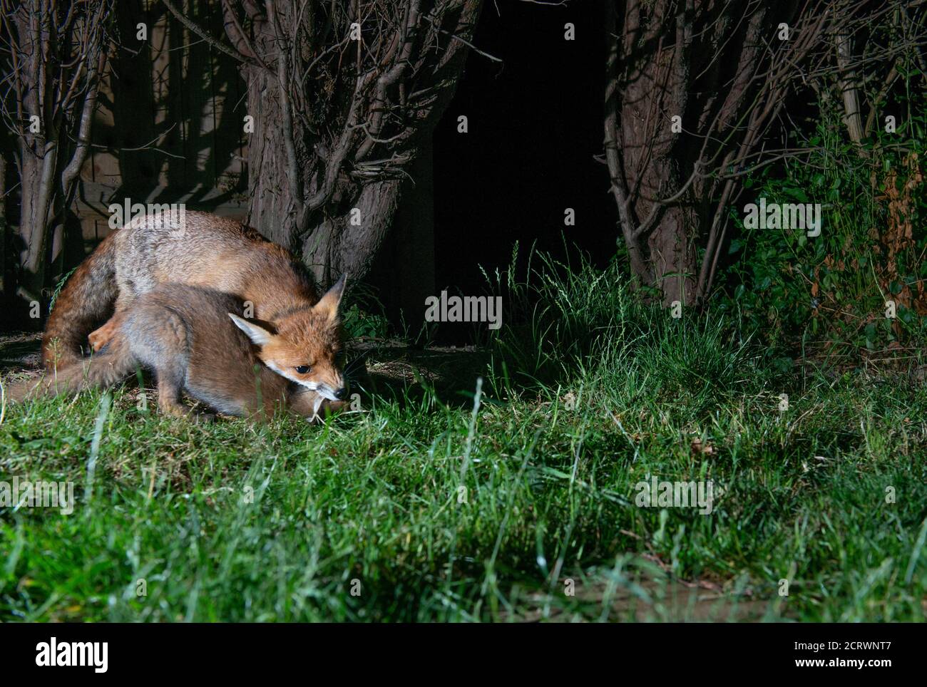 Füchse in der Nacht, vixen züchtigend Junge mit ihren Zähnen auf der Rückseite seines Halses und drückt seinen Kopf nach unten in die Gras reifen Baumstämme dahinter Stockfoto