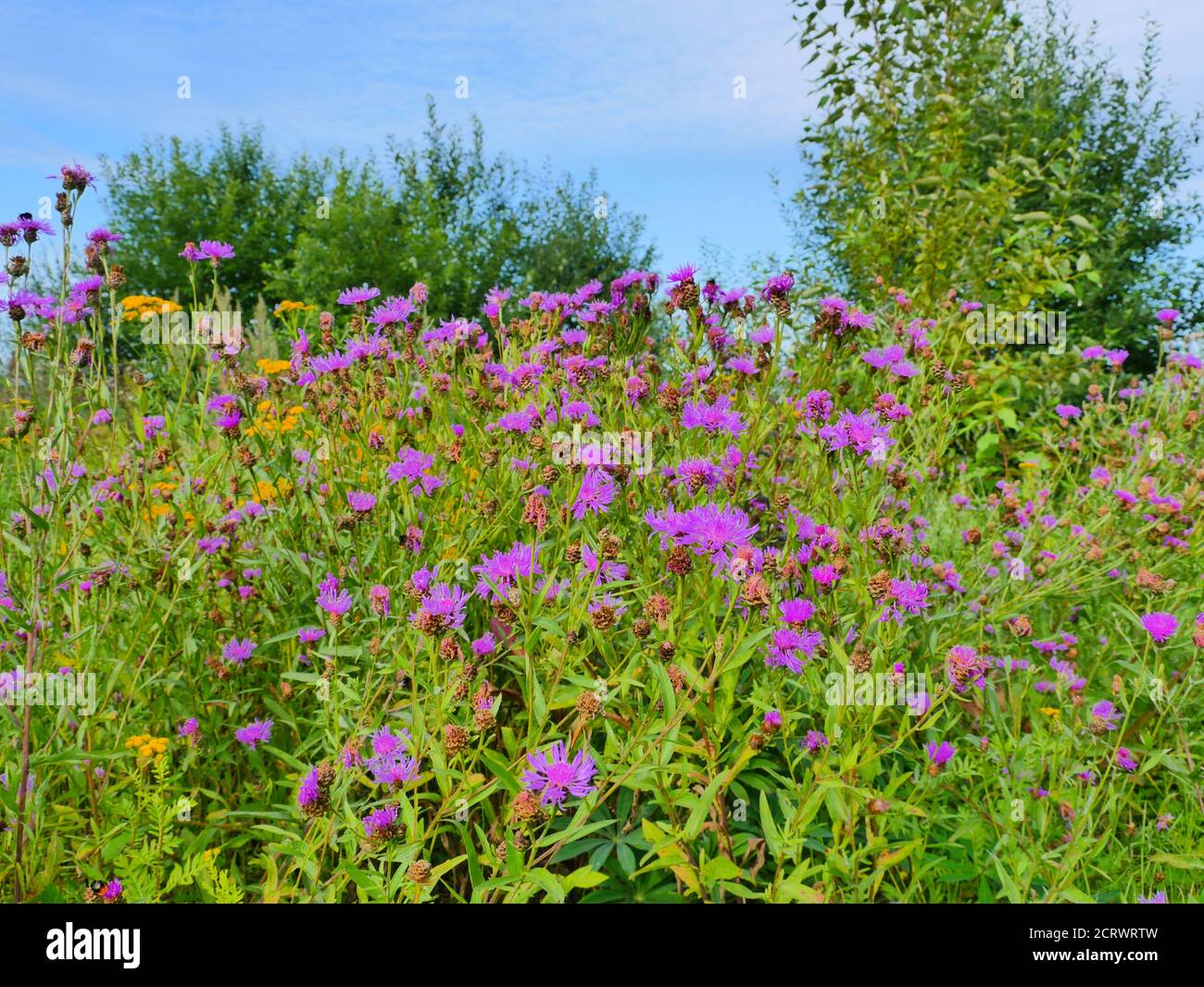 Helle Blumen von wilden Kräutern, üppige Vegetation von Wiesen Stockfoto