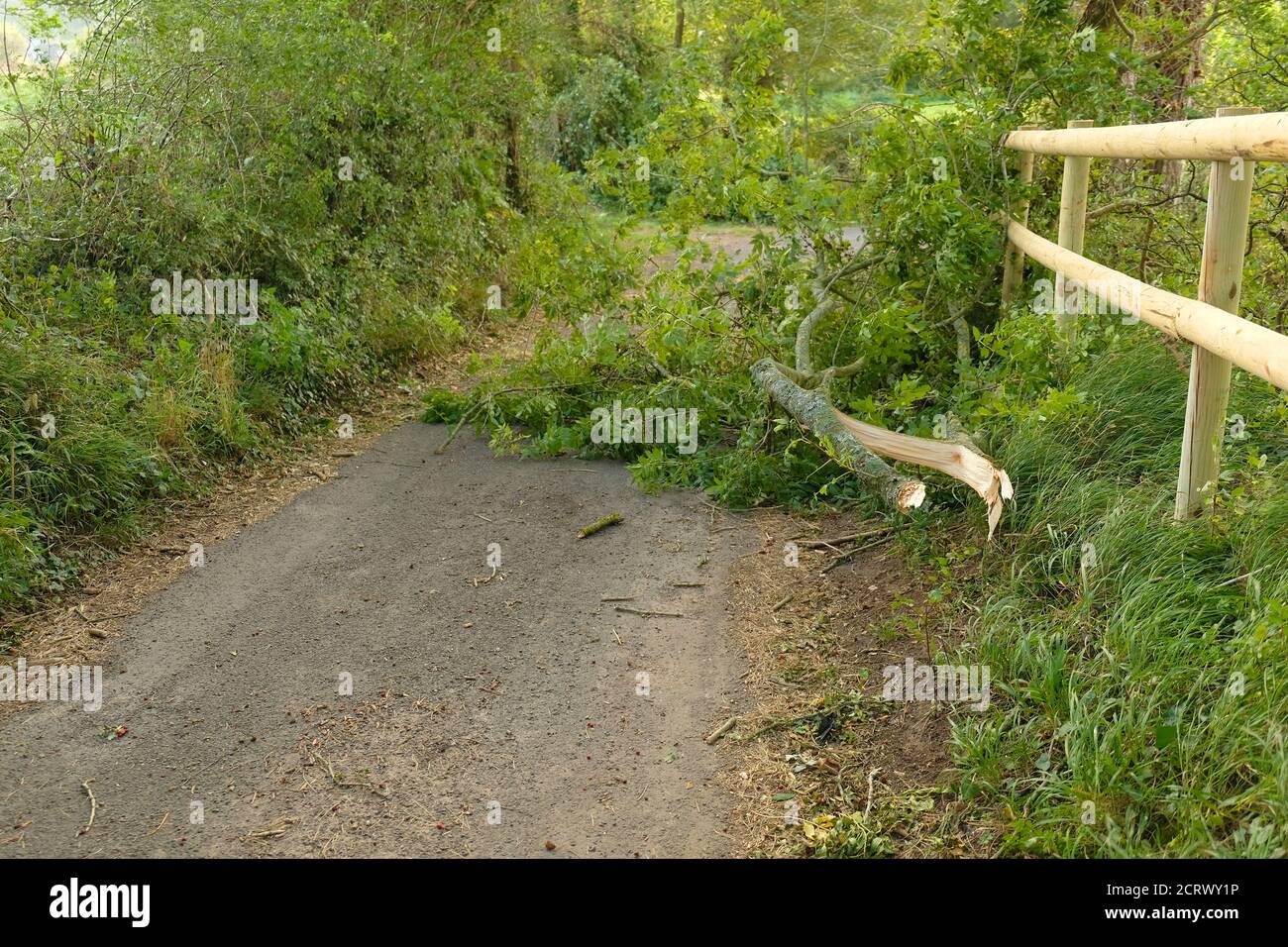 September 2020 - Äste von Bäumen geblasen, die die Straße im ländlichen Somerset, England, Großbritannien blockieren Stockfoto