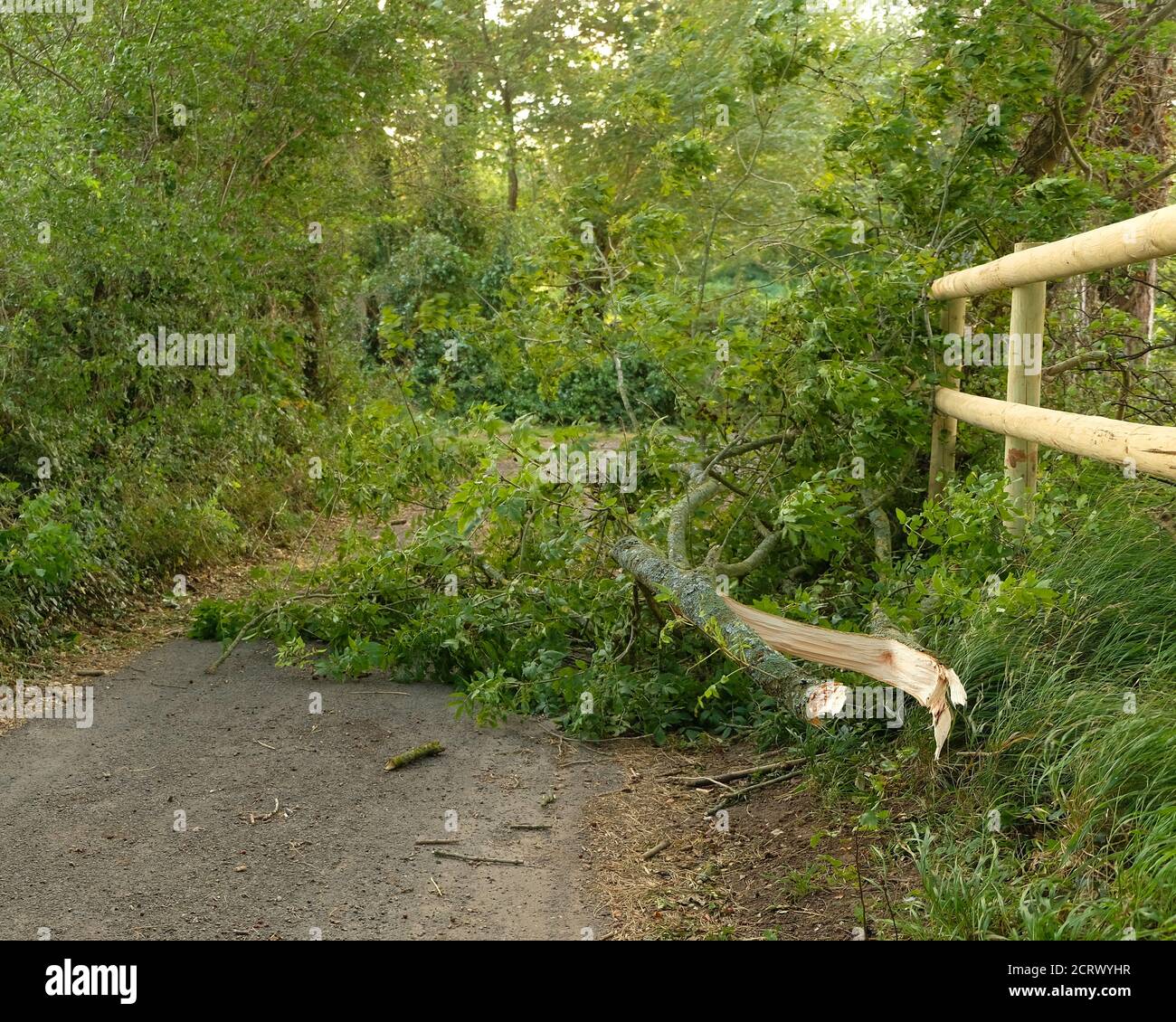 September 2020 - Äste von Bäumen geblasen, die die Straße im ländlichen Somerset, England, Großbritannien blockieren Stockfoto