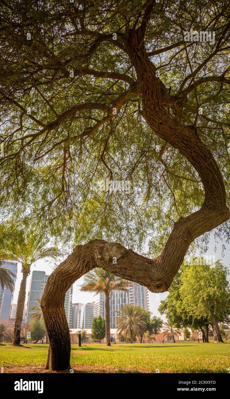 Nahaufnahme von grünen Mangroven und trockenen Palmen im Abu Dhabi Public Park, Vereinigte Arabische Emirate Stockfoto