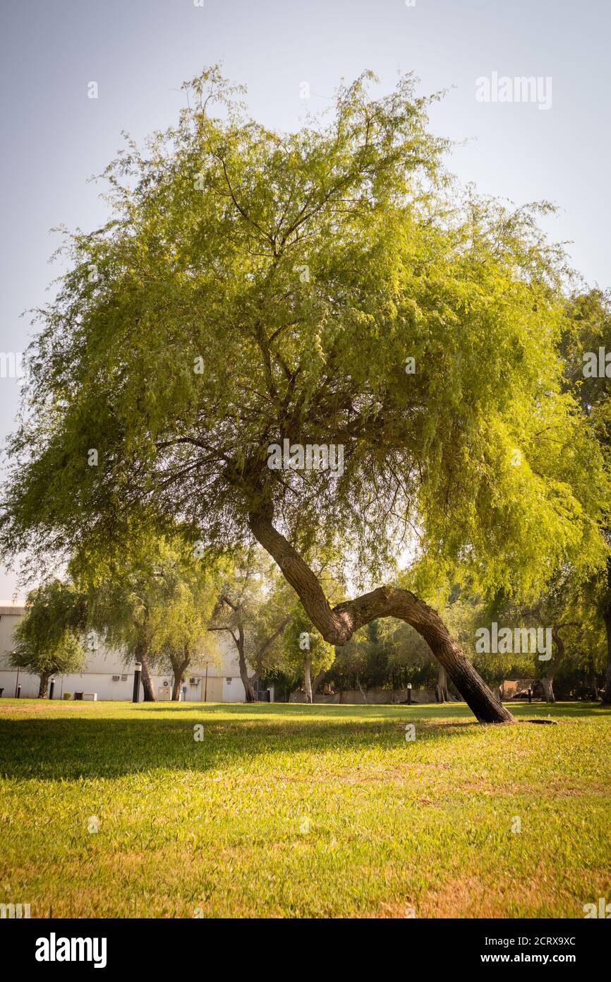 Nahaufnahme von grünen Mangroven und trockenen Palmen im Abu Dhabi Public Park, Vereinigte Arabische Emirate Stockfoto