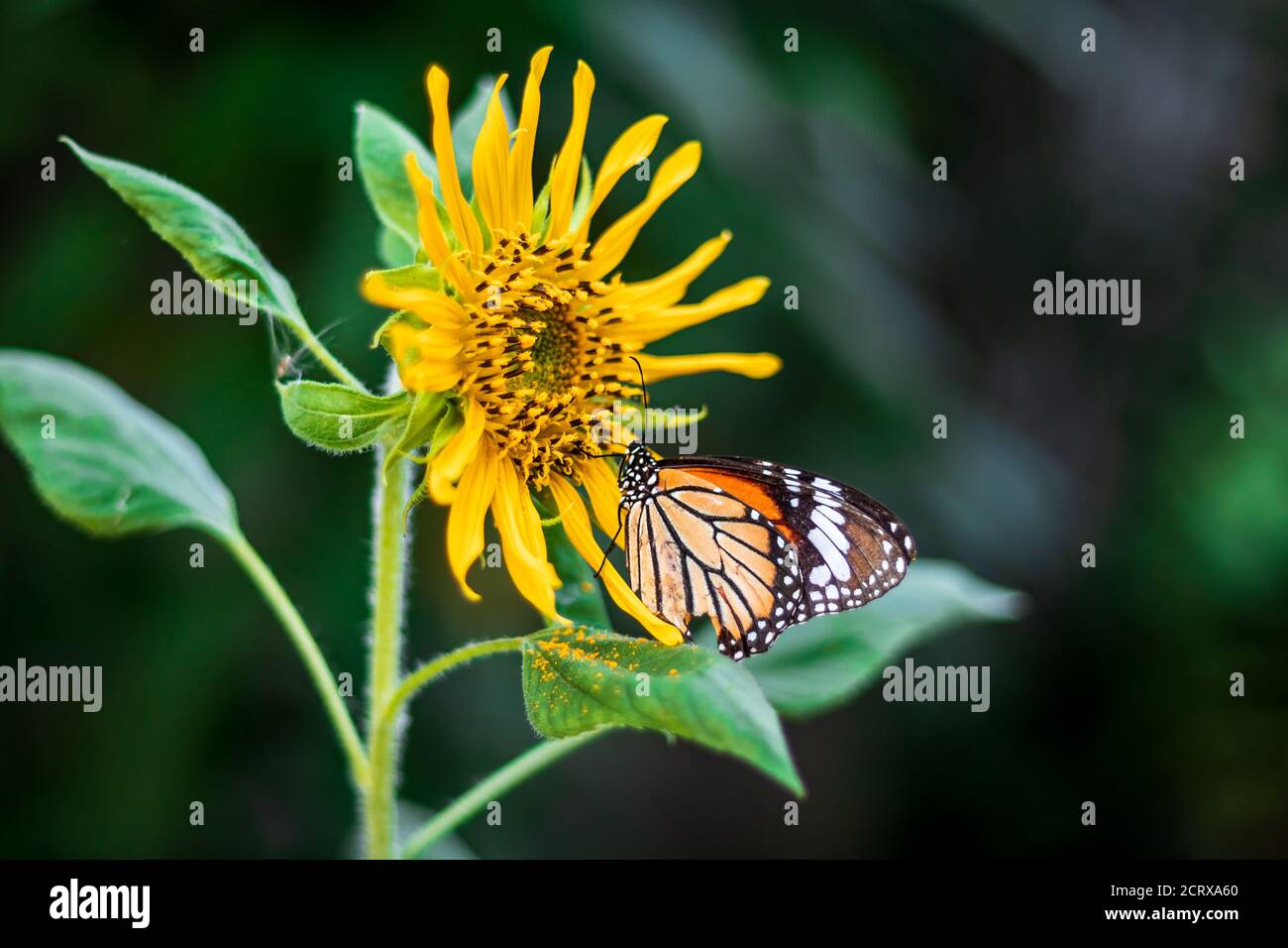 Schöner Schmetterling gemeiner Tiger (Danaus Genutia), der in Nahaufnahme an einer hellen Sonnenblume arbeitet. Stockfoto