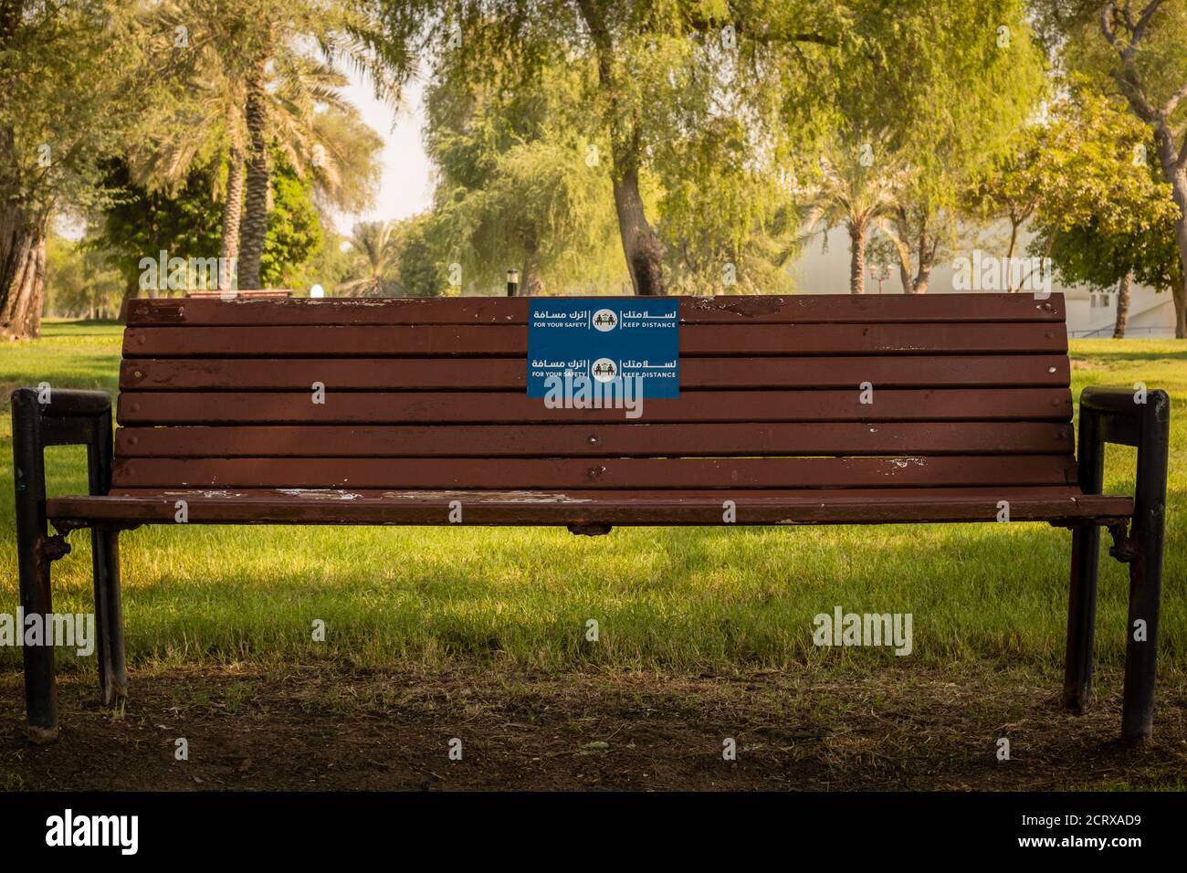Nahaufnahme von grünen Mangroven und trockenen Palmen im Abu Dhabi Public Park, Vereinigte Arabische Emirate Stockfoto