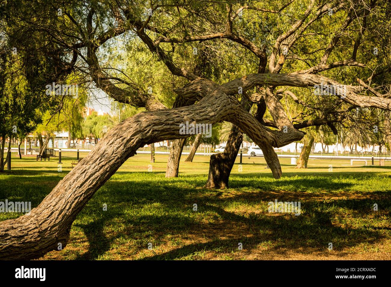 Nahaufnahme von grünen Mangroven und trockenen Palmen im Abu Dhabi Public Park, Vereinigte Arabische Emirate Stockfoto