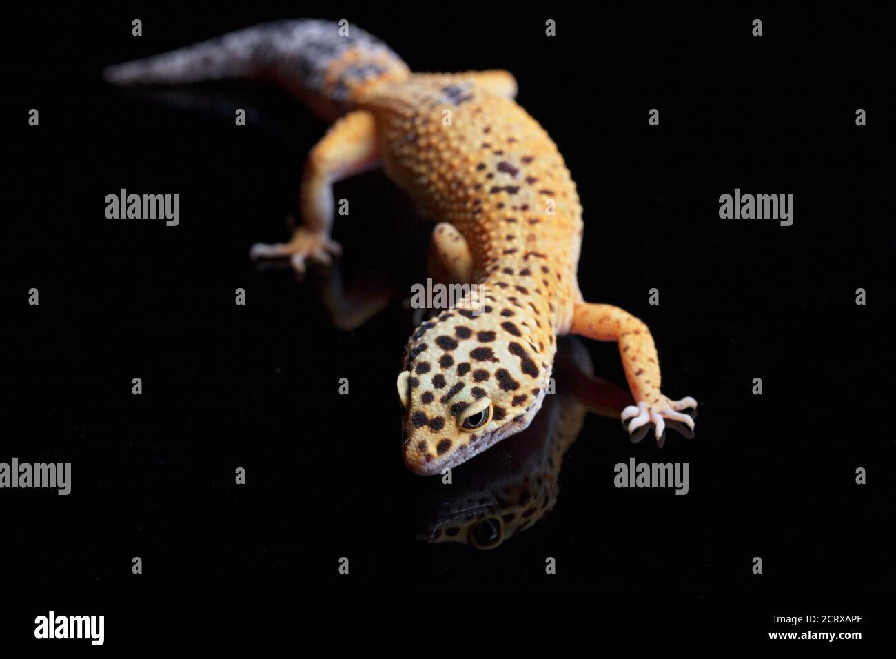 Leopardengecko, Eublepharis macularius, isoliert auf schwarzem Hintergrund Stockfoto