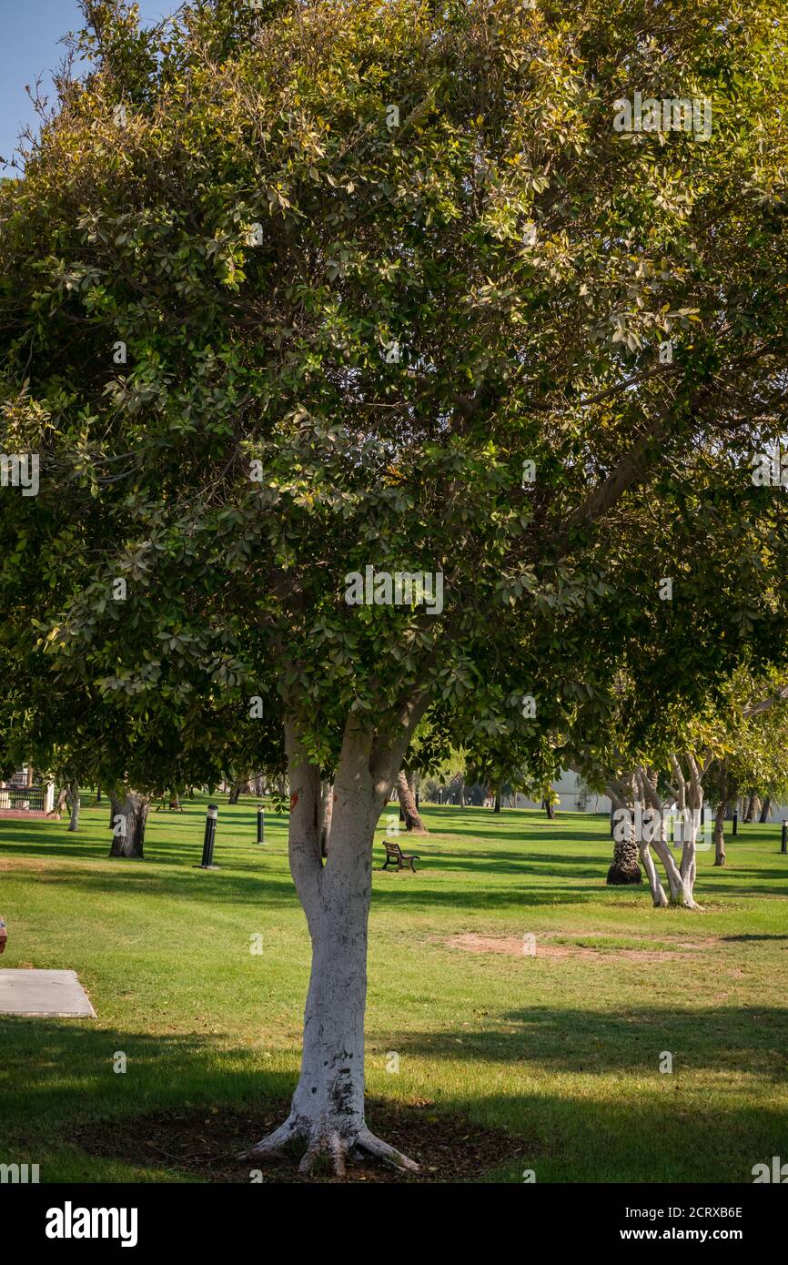 Nahaufnahme von grünen Mangroven und trockenen Palmen im Abu Dhabi Public Park, Vereinigte Arabische Emirate Stockfoto