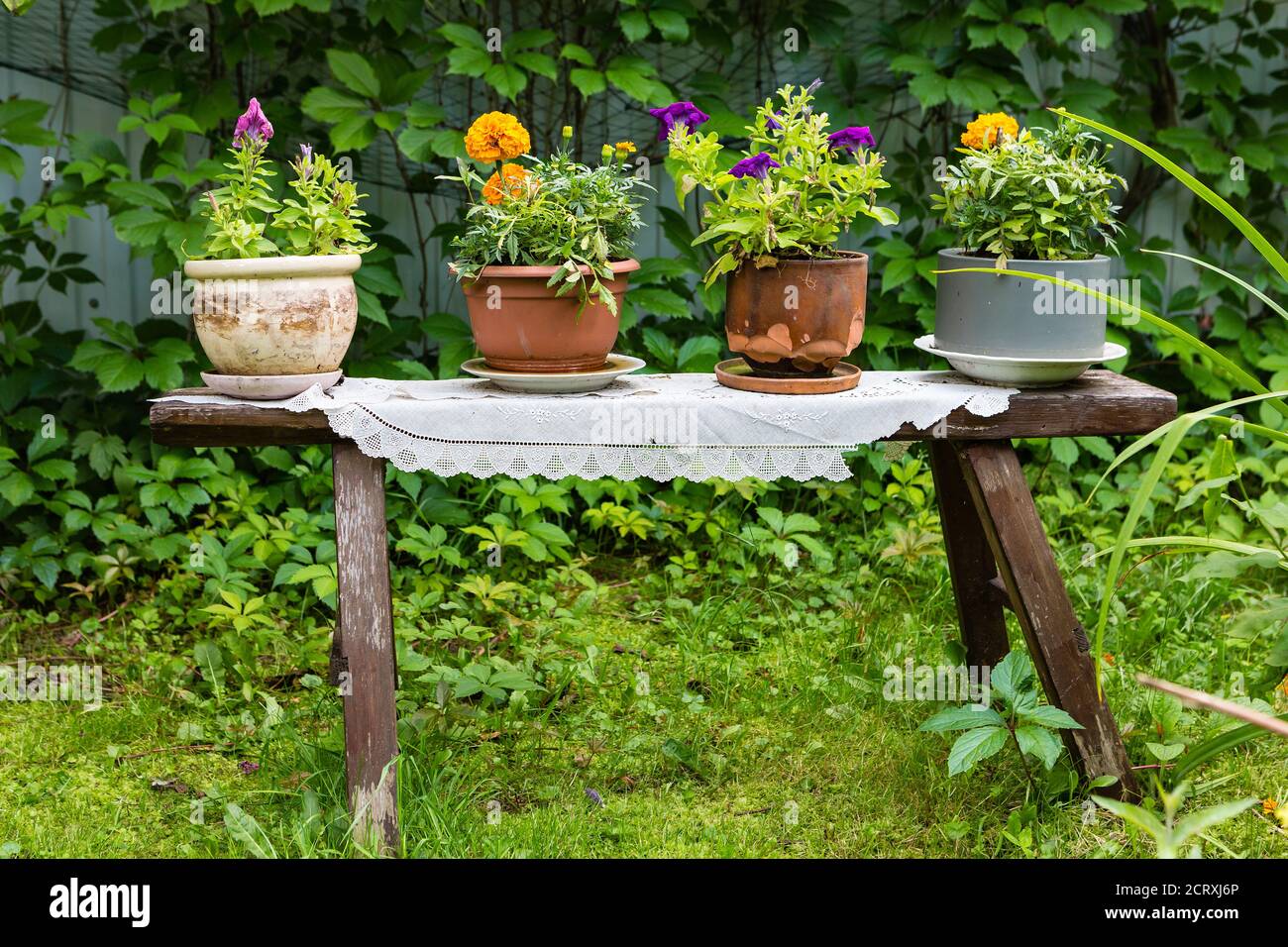 Blumen in einem Cashto stehen auf einer Holzbank als Ein dekoratives Element des Gartens Stockfoto
