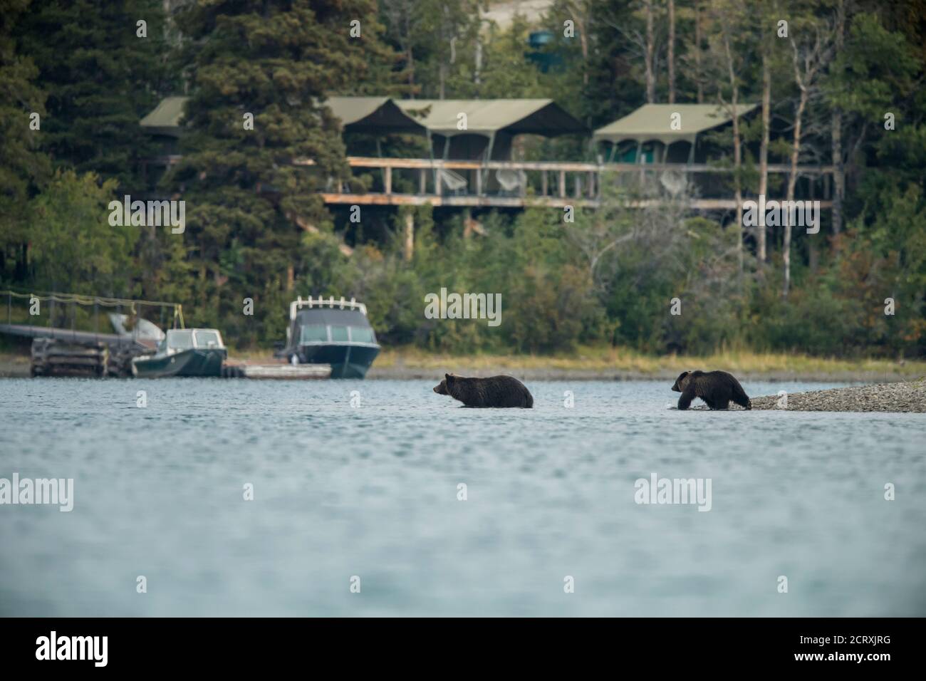 Grizzly Bär (Ursus arctos) - Mutter und Jungen schwimmen über den Chilko River, Chilcotin Wilderness, BC Interior, Kanada Stockfoto