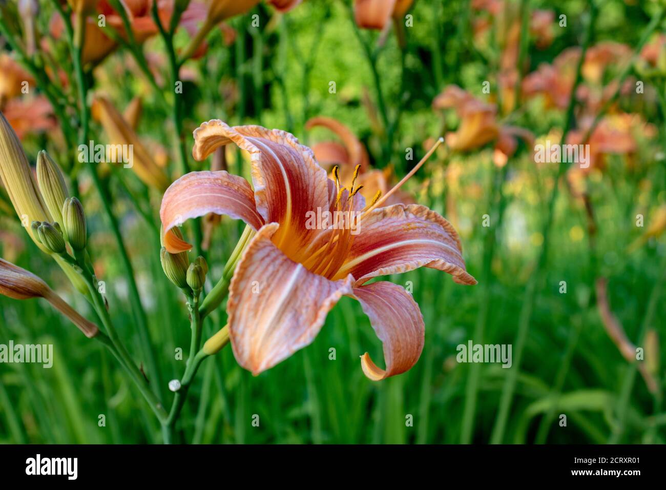 Einzelne orangene Tageslilie auch Tiger Tageslilie in einem Garten genannt Stockfoto