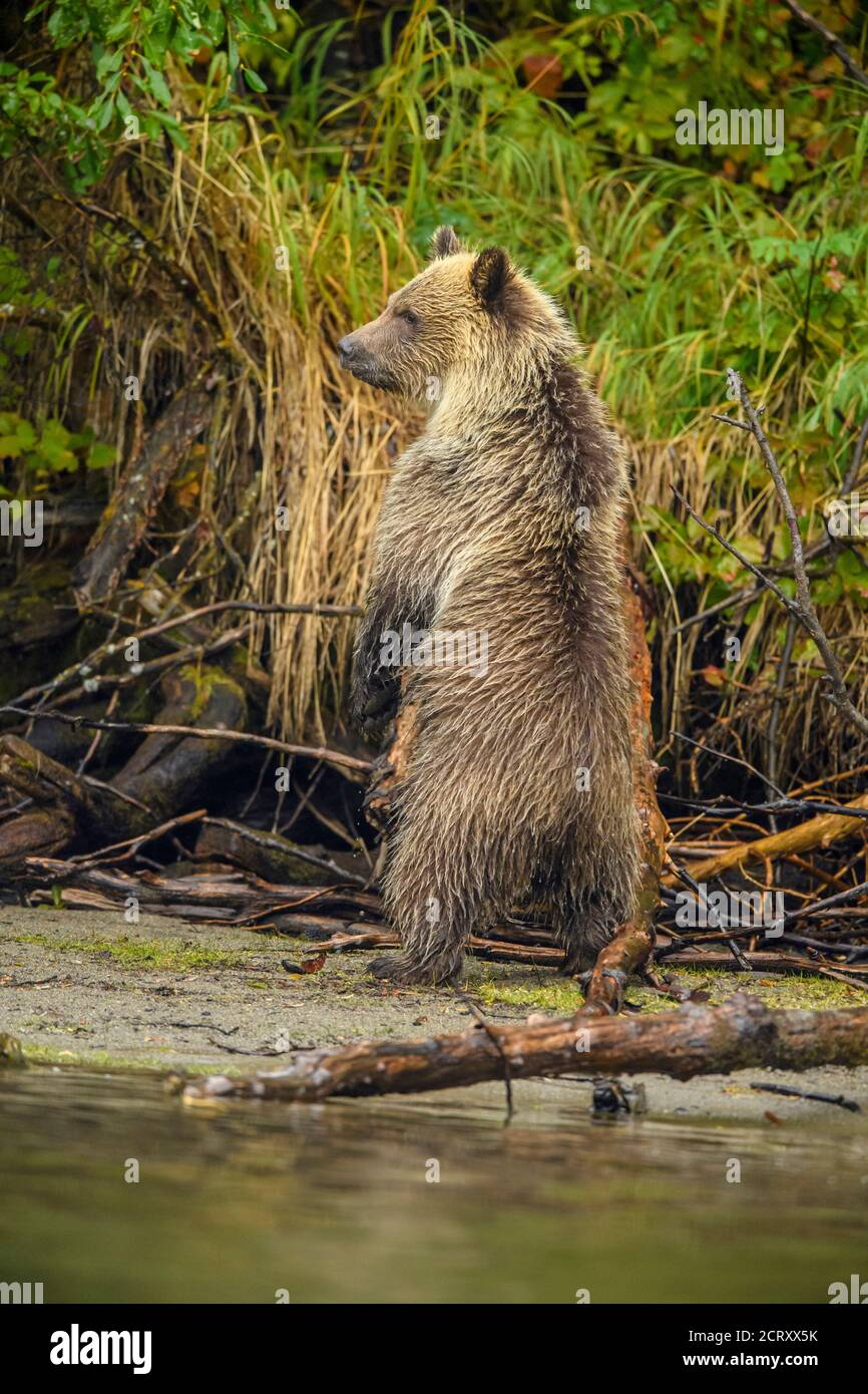 Grizzlybär (Ursus arctos) - Junge und Mutter im ersten Jahr, die von einem Rivalen alarmiert wird, als sie nach Lachs am Ufer des Chilko River, Chilcotin, jagt Stockfoto