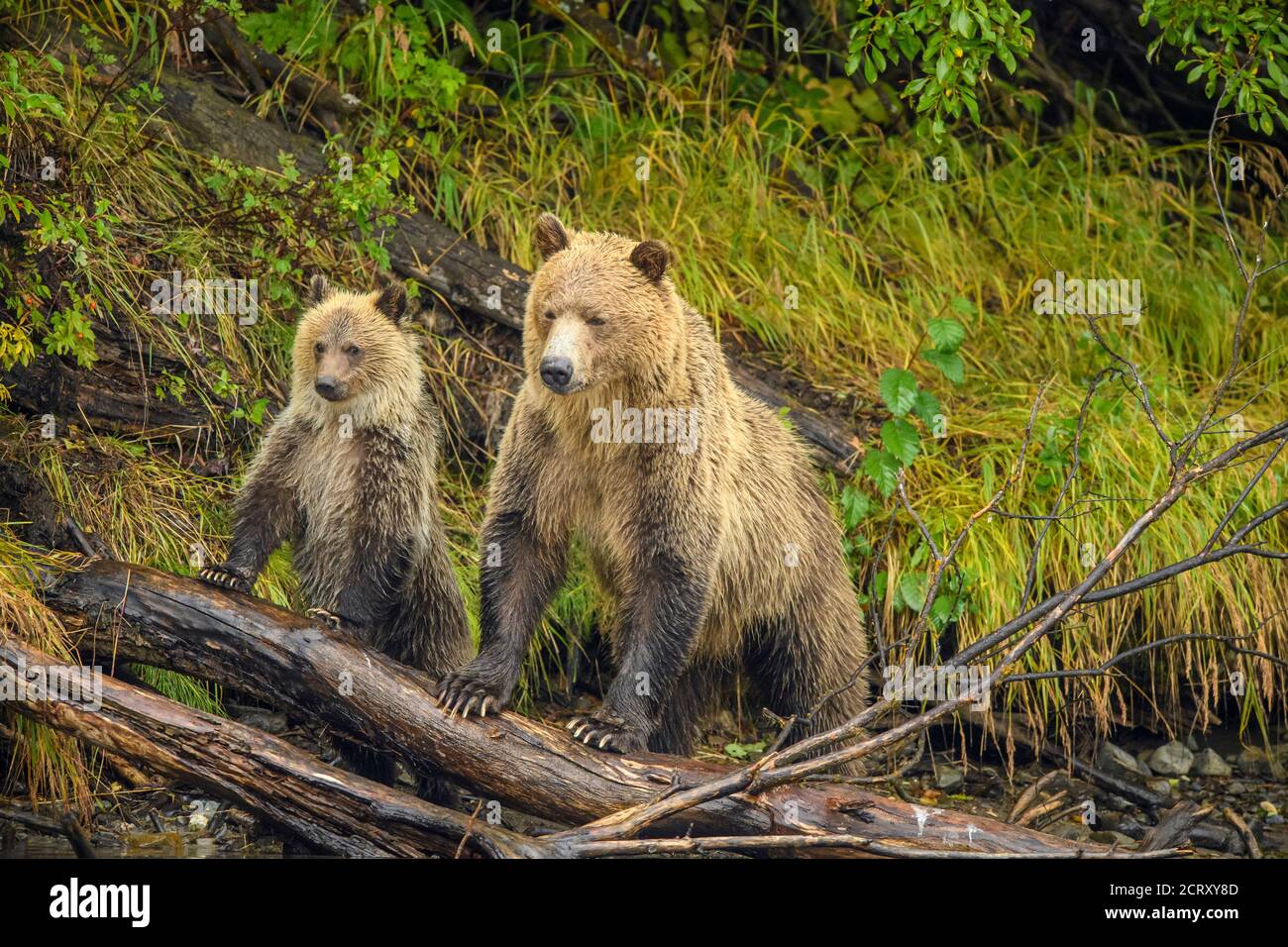 Grizzlybär (Ursus arctos) - Junge und Mutter im ersten Jahr, die von einem Rivalen alarmiert wird, als sie nach Lachs am Ufer des Chilko River, Chilcotin, jagt Stockfoto