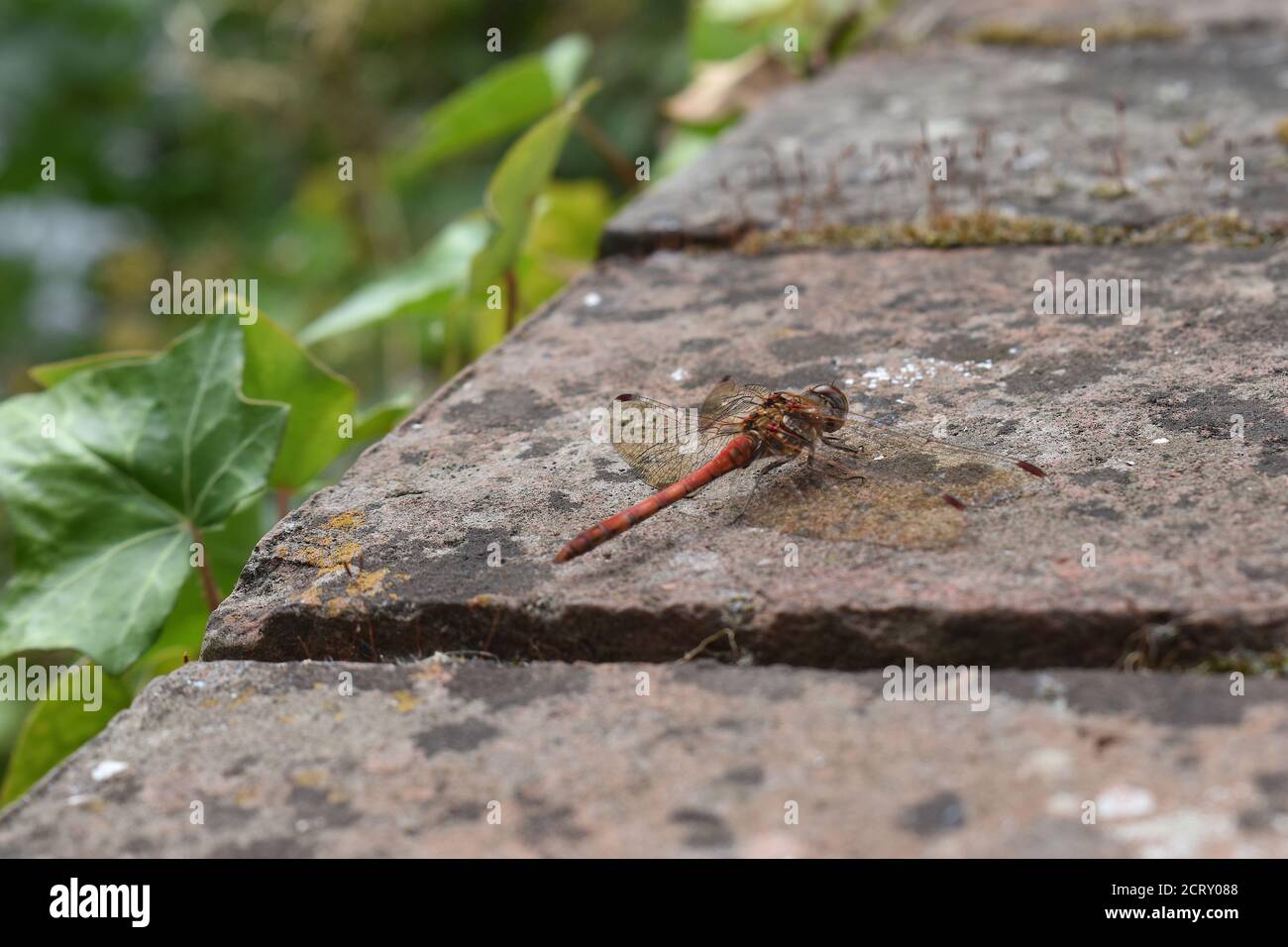 Leuchtend orange rot gemeiner Darter hat spinnenartigen Körper hocken Form Es findet sich in noch stagnierendem oder brackem Wasser Reichlich vorhanden in England Wales und Irland Stockfoto
