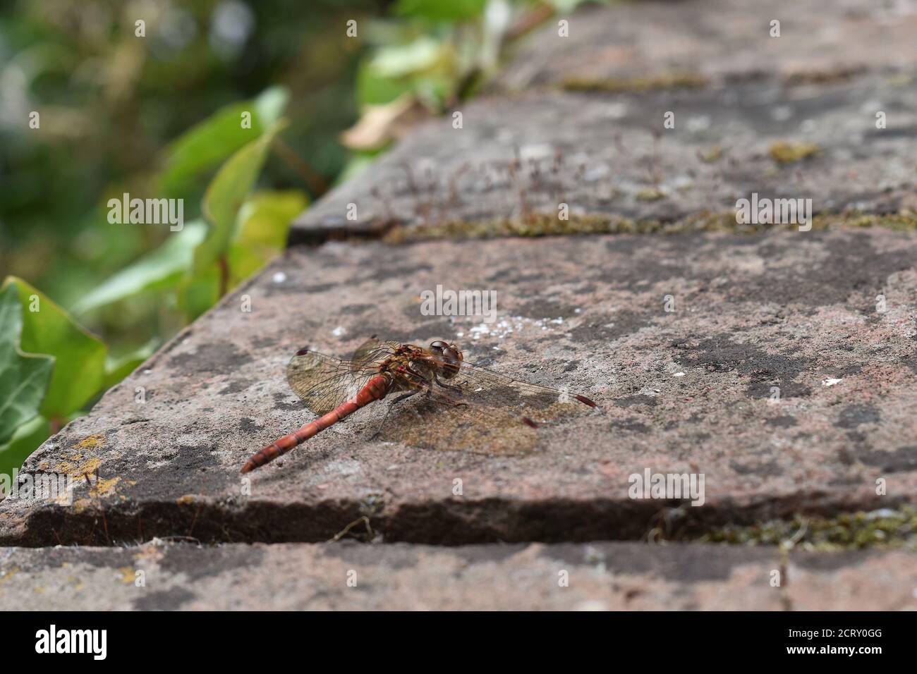 Eine Libelle zeichnet sich durch ihre blassen Beinstreifen und aus Gelbe Flecken EIN männlicher leuchtend orange-roter gemeiner Darter mit Spinne Geformter Körper und Flügel Sport Stockfoto