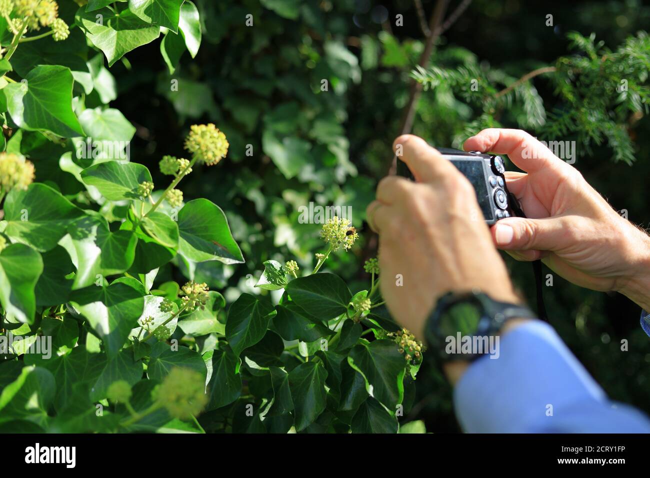 Fotograf, der eine Makroaufnahme mit einer kleinen Kamera eines gemacht hat Ivy Biene auf blühenden Efeu Pflanzen Stockfoto