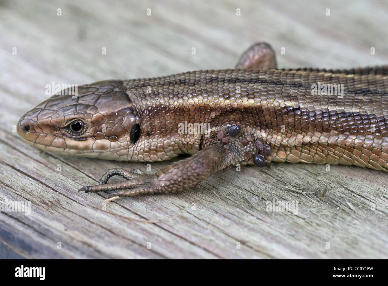 Gemeinsame Lizard (Zootoca Vivipara) mit Zecken Stockfoto