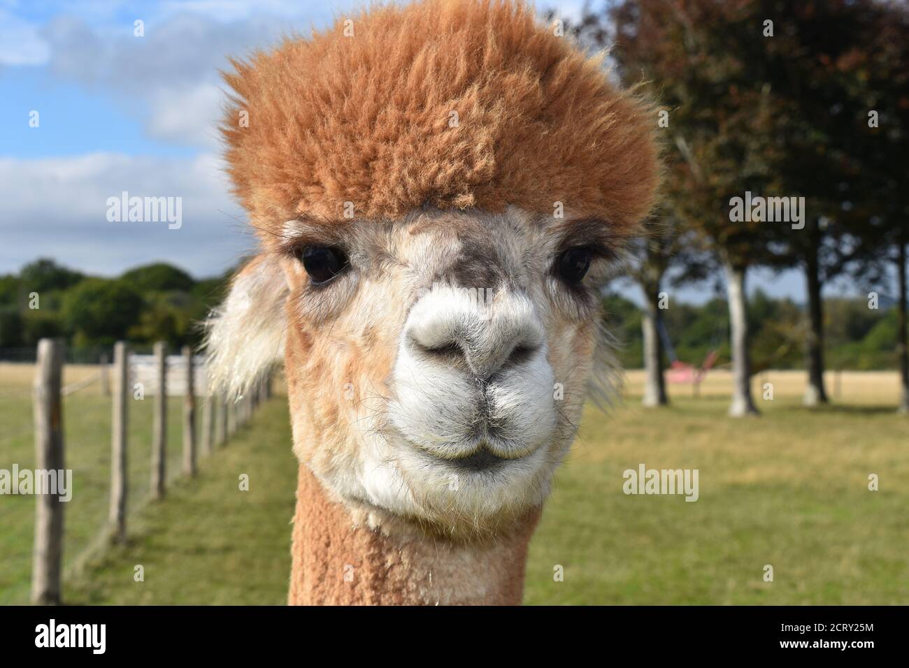 Alpakas sind Kameliden der Neuen Welt wie kleine Lamas oder Kamele ohne Höcker. Sie haben zottige Hälse Gesichter mit dicken Lippen ausgeprägte Nasen und lange Ohren Stockfoto