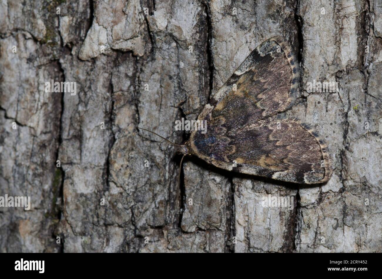 Die große Idia Moth, Idia majoralis Stockfoto