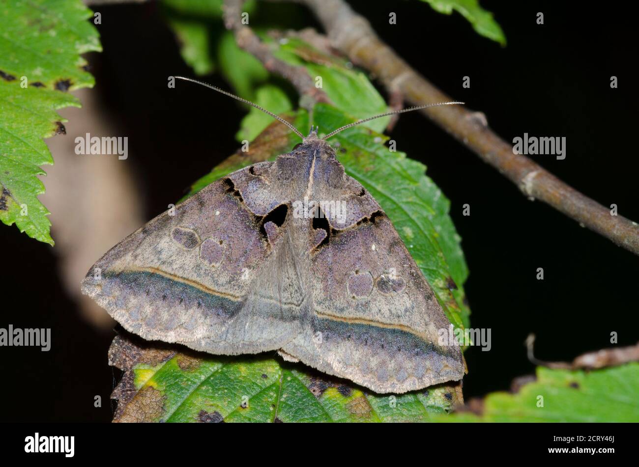 Schwarze Bitmote, Celiptera frustulum, fotografiert bei Nacht Stockfoto