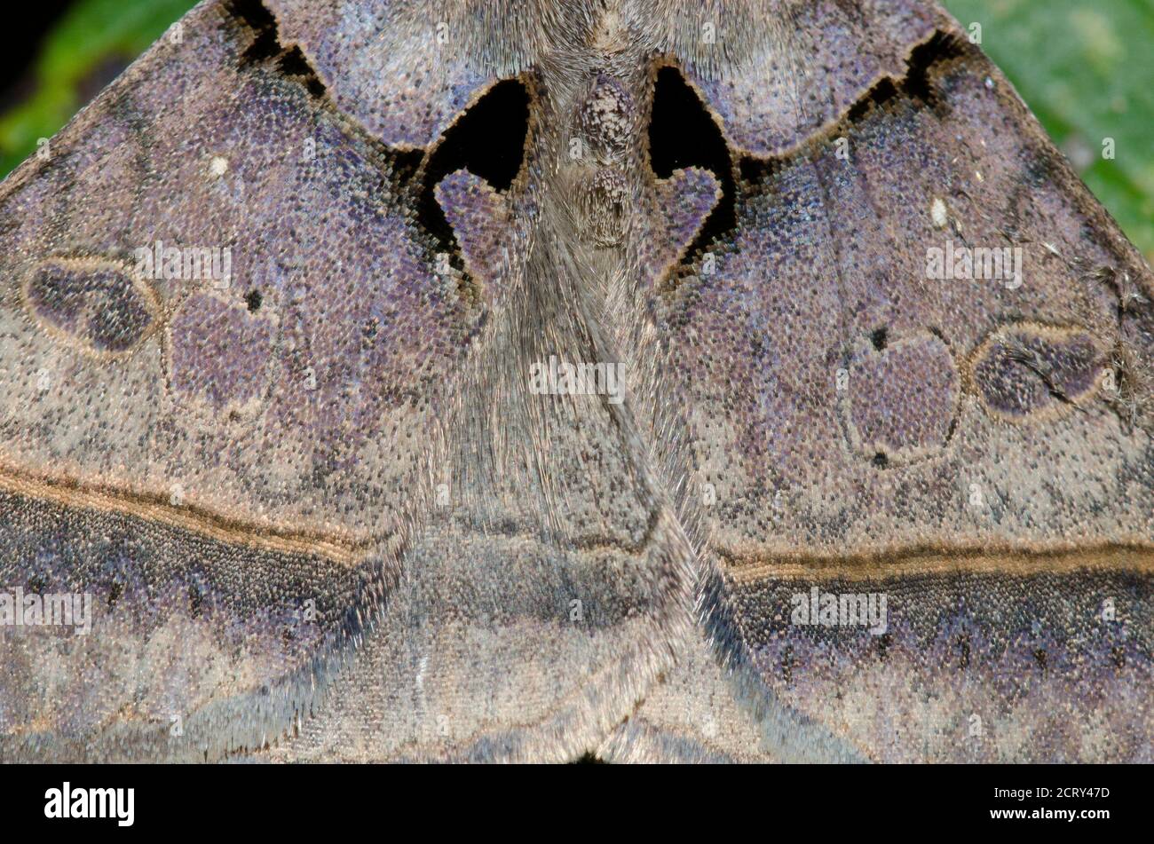 Schwarze Bitmote, Celiptera Frustulum, Flügeldetail Stockfoto