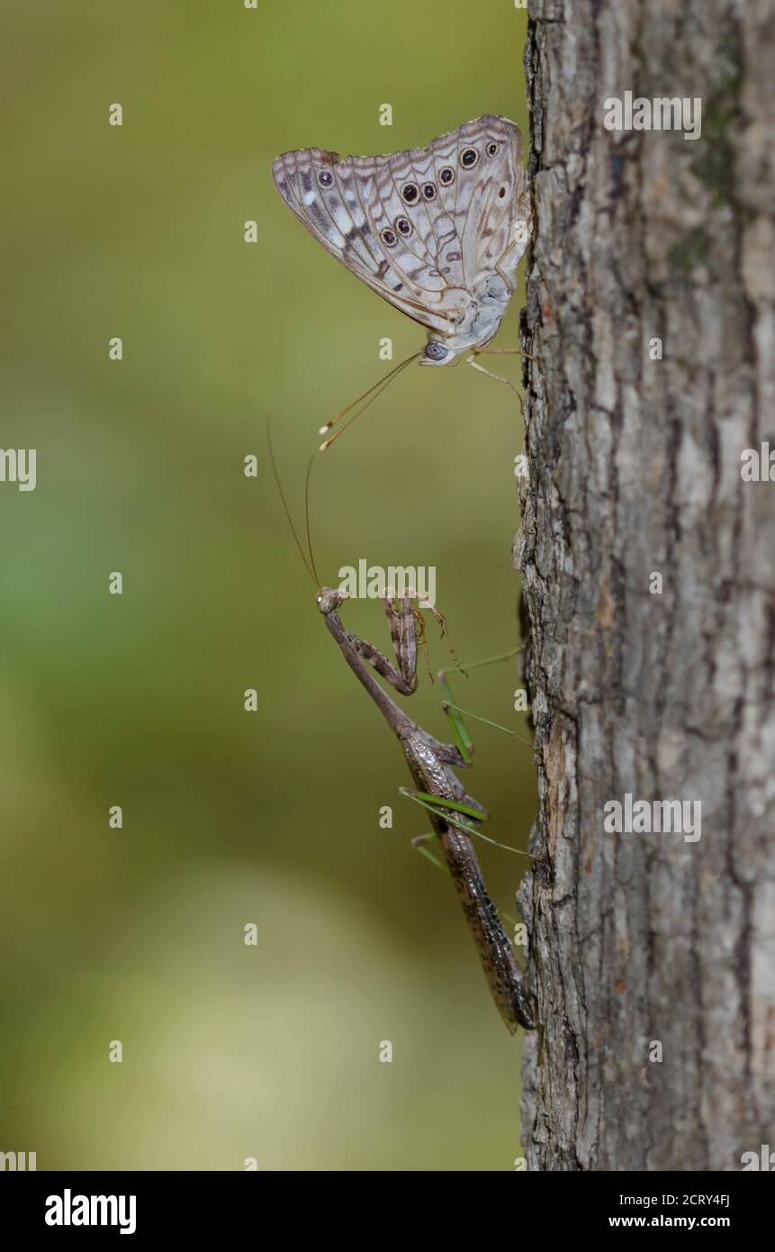 Carolina Mantis, Stagmomantis carolina, männlich Stalking Hackberry Emperor, Asterocampa celtis Stockfoto