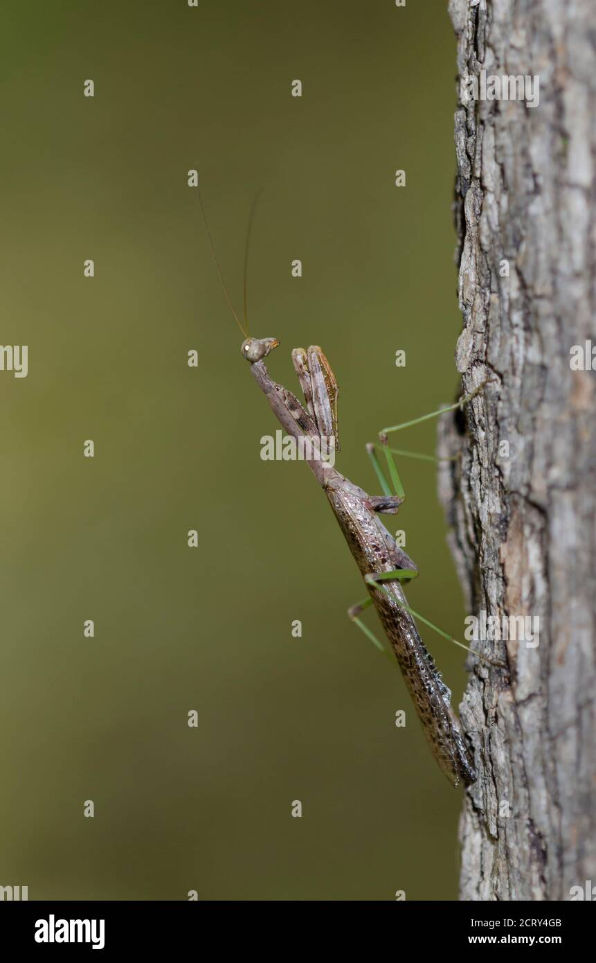 Carolina Mantis, Stagmomantis carolina, männlich Stockfoto